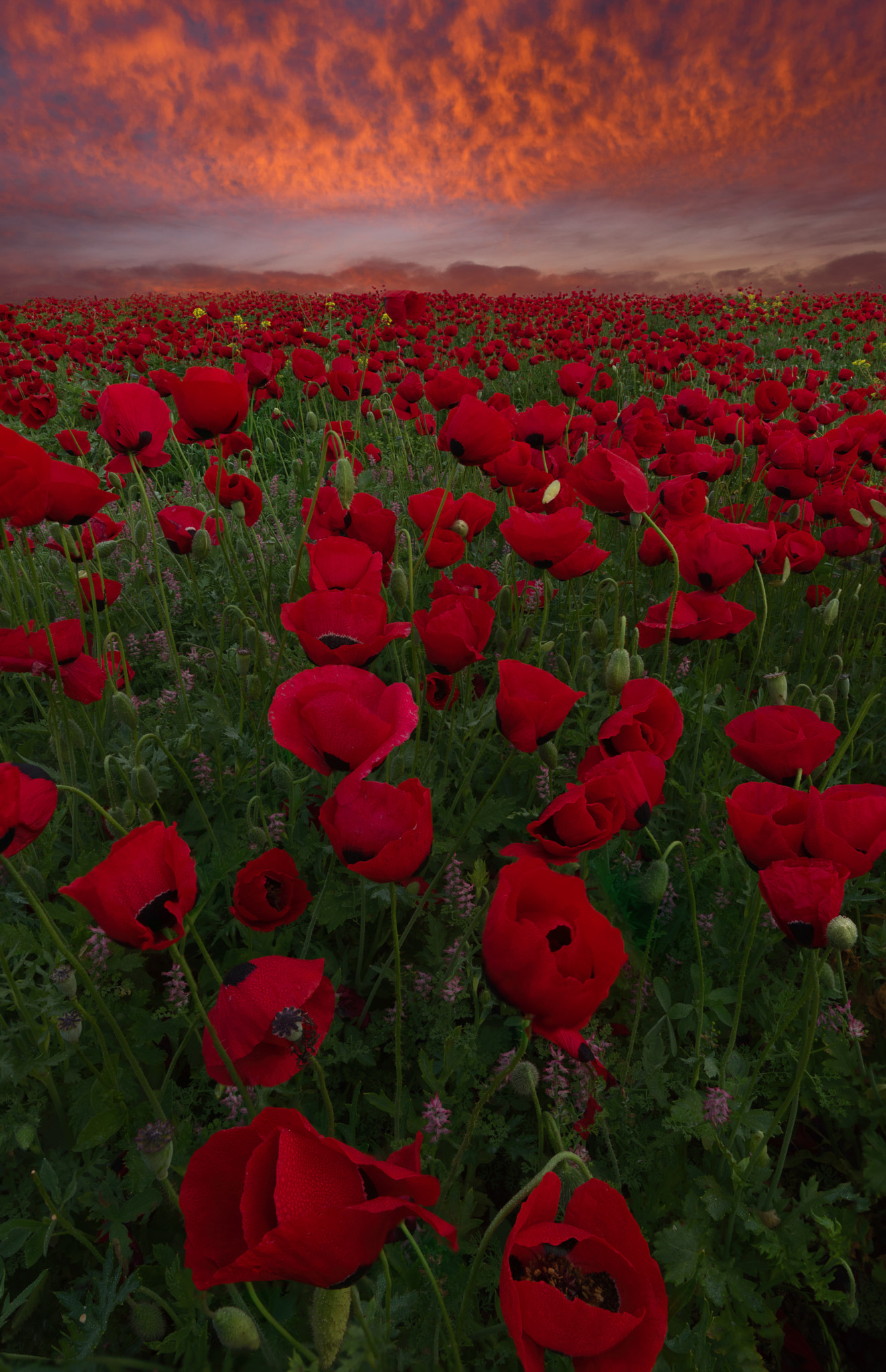 Tamron SP 15-30mm F2.8 Di VC USD sample photo. Poppy fields photography
