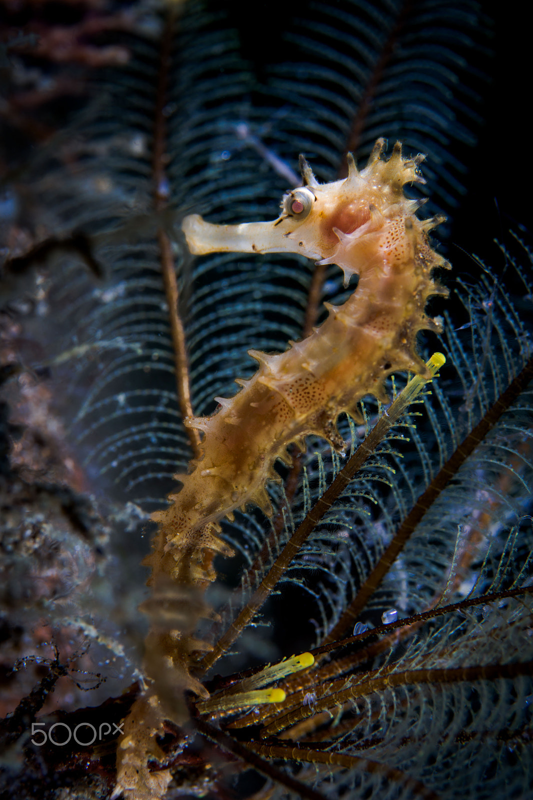 Sony Alpha NEX-7 sample photo. Seahorse photography