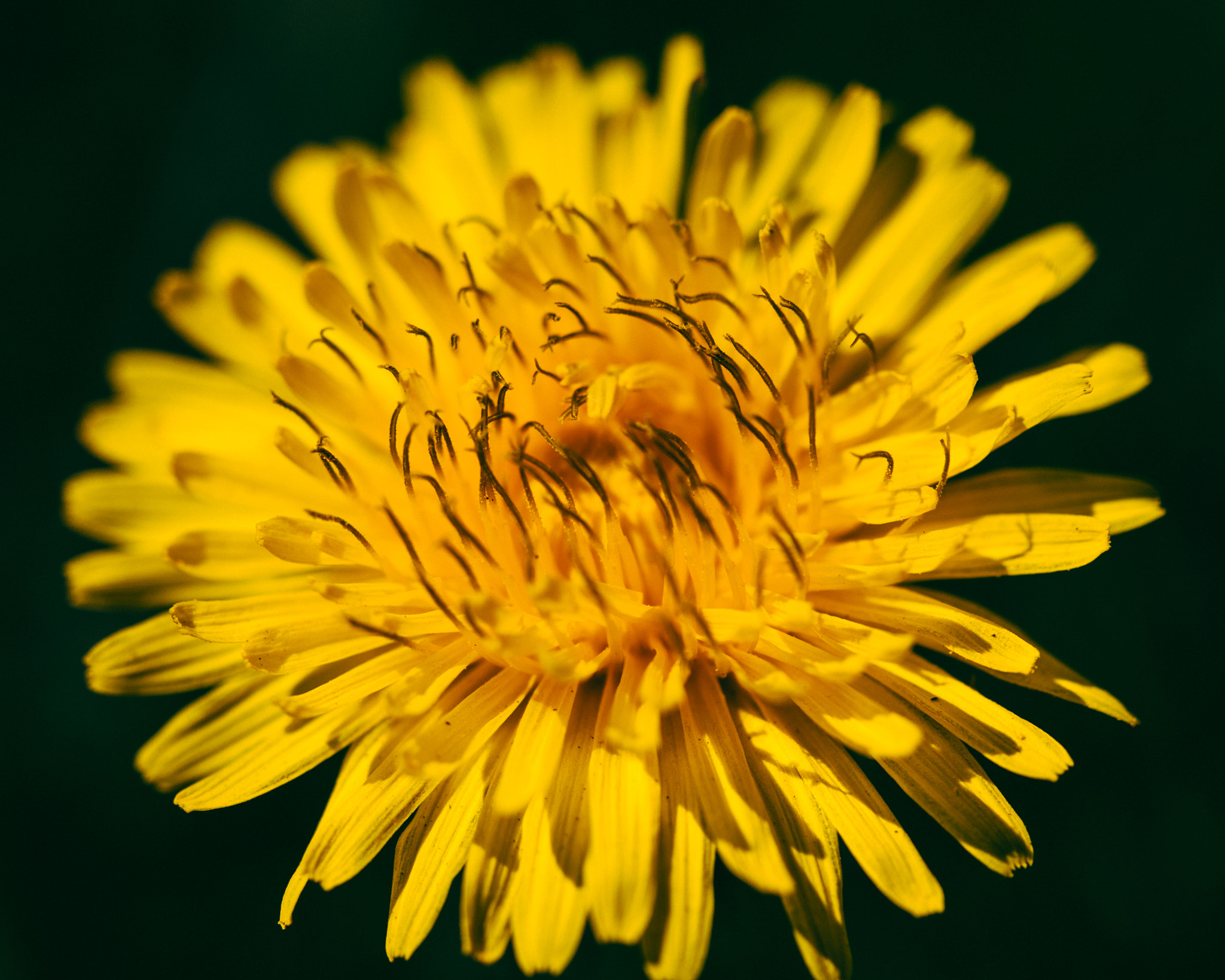 Canon EF-S 60mm F2.8 Macro USM sample photo. Explosion photography