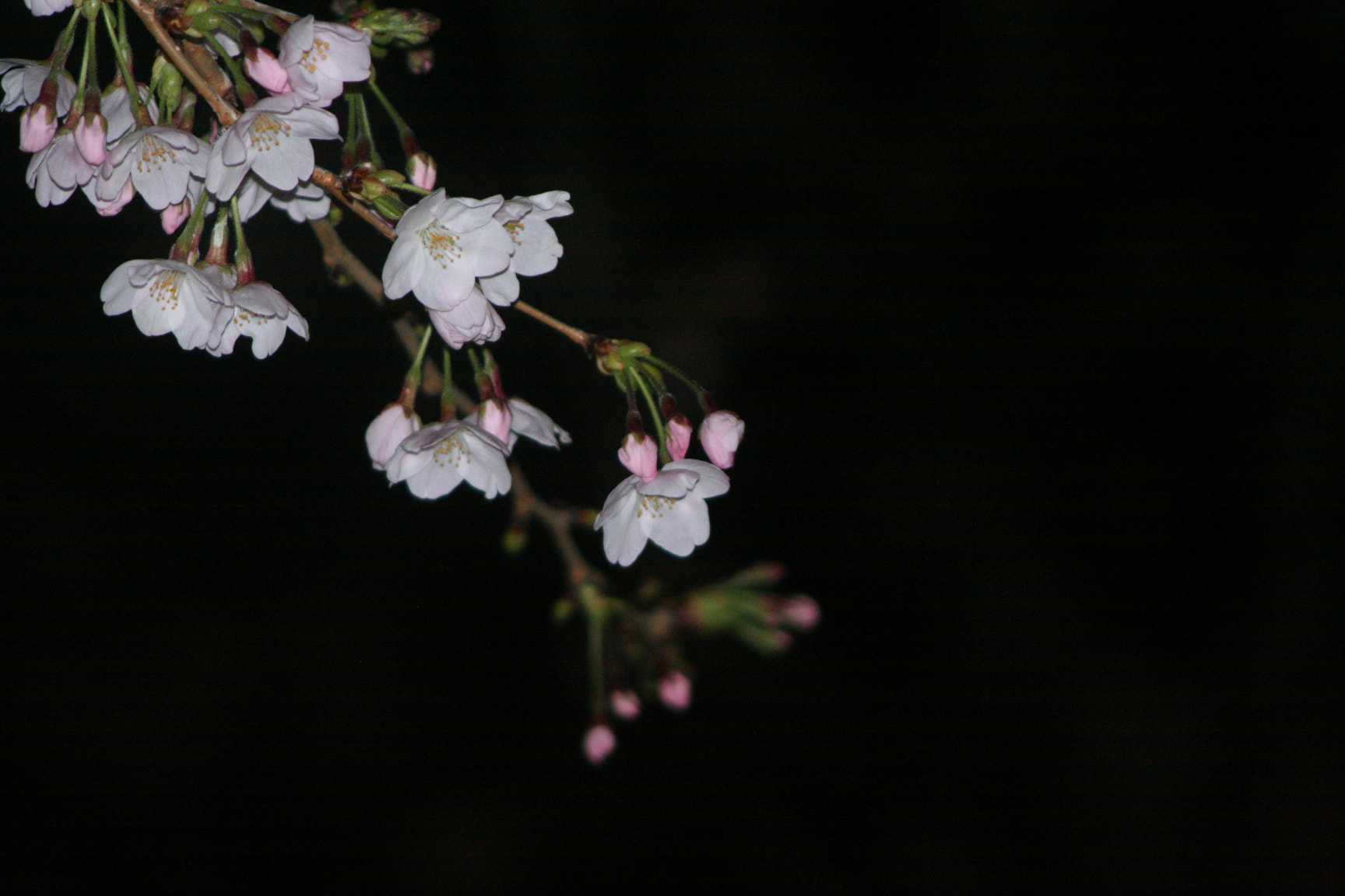 Canon EOS 350D (EOS Digital Rebel XT / EOS Kiss Digital N) sample photo. Cherry blossom 2 photography