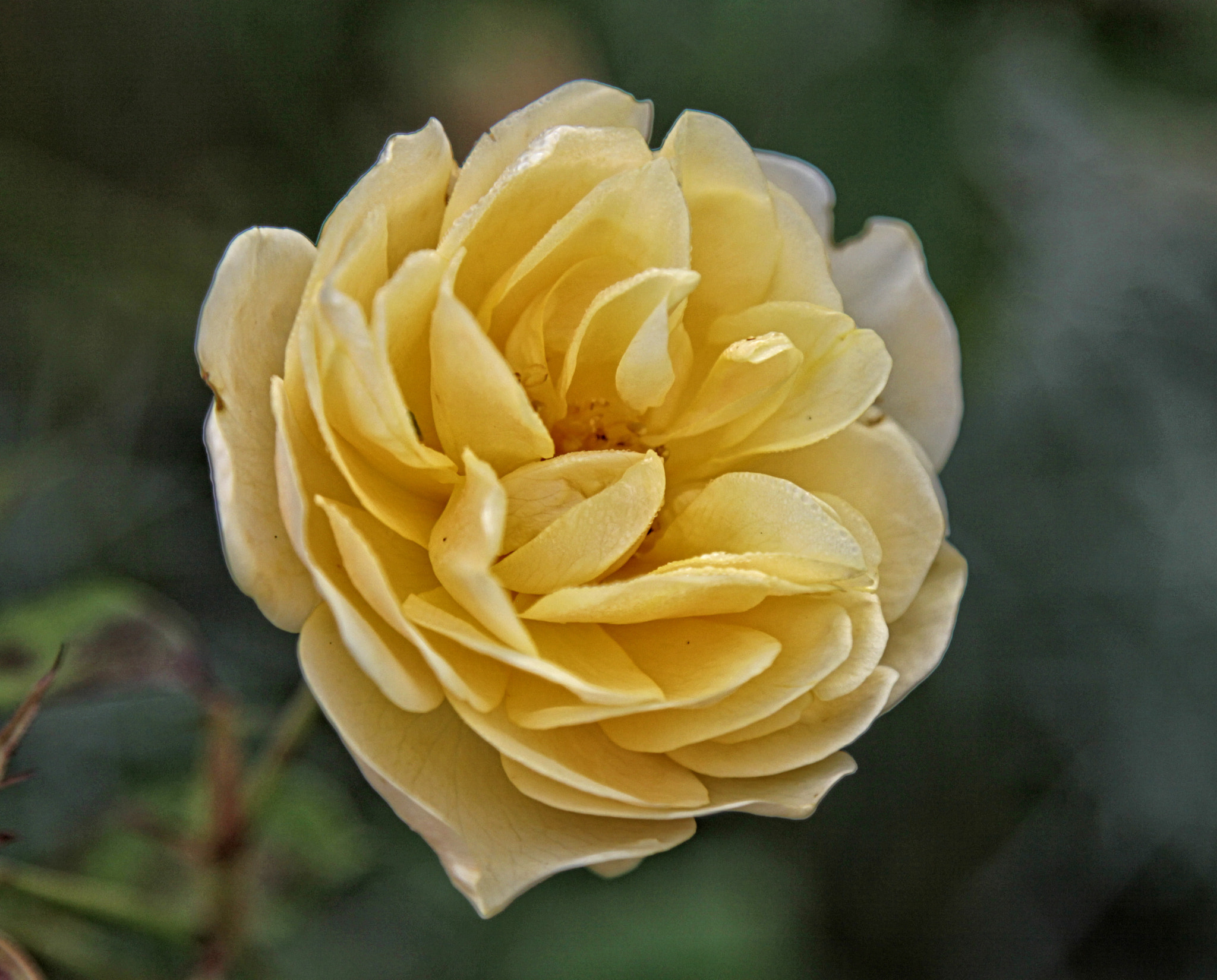 Canon EOS 50D sample photo. Brnd rose 12 o photography