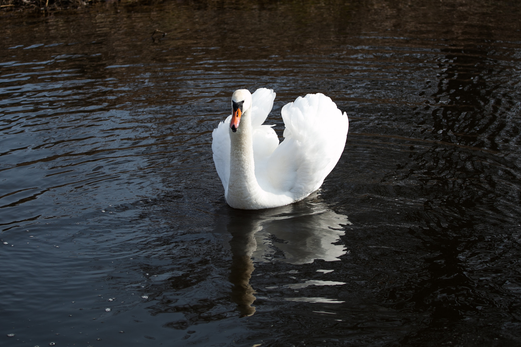 Canon EF 70-200mm F4L USM sample photo