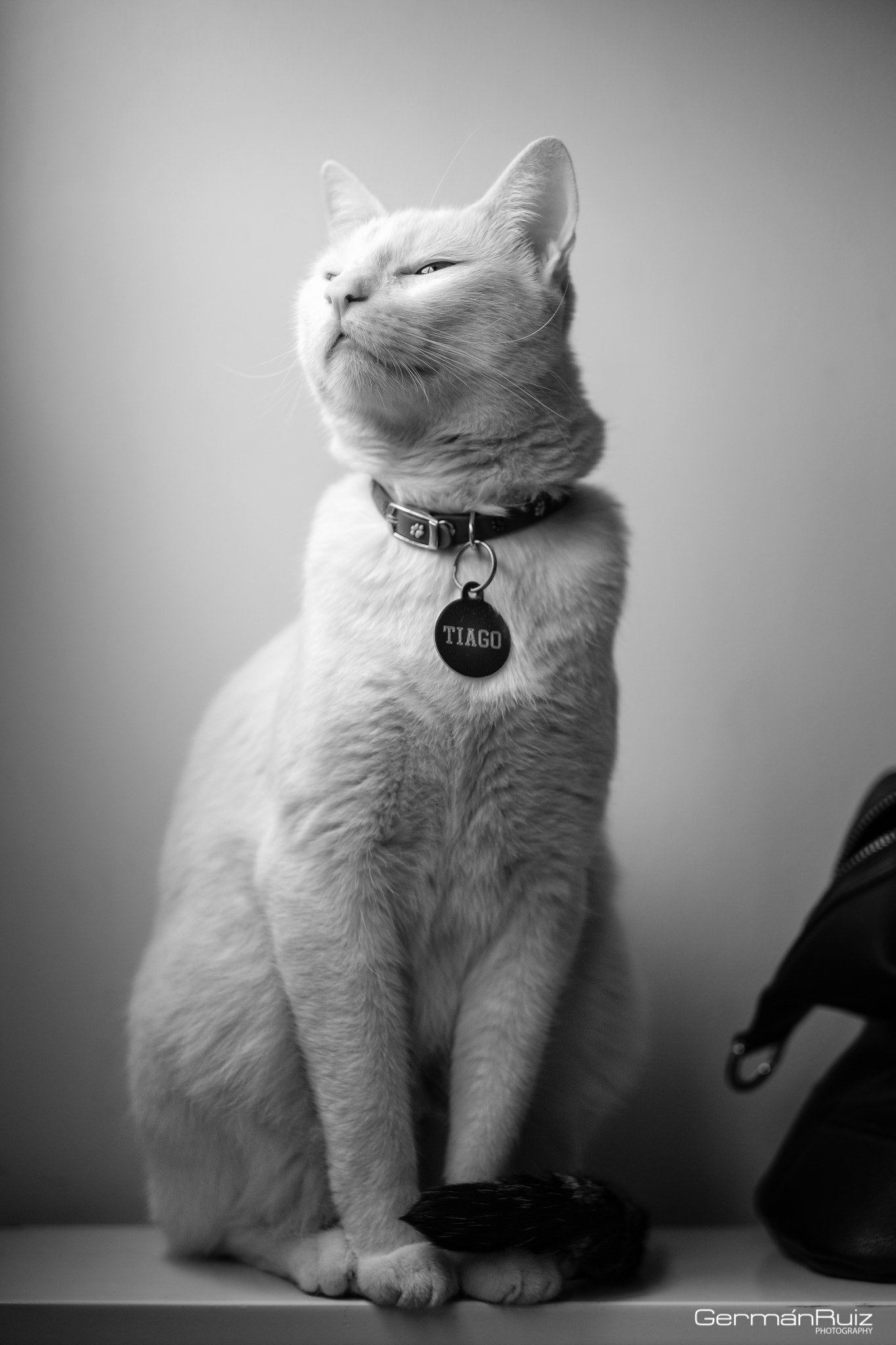 Fujifilm X-Pro2 + Fujifilm XF 56mm F1.2 R sample photo. Tiago - the cat photography