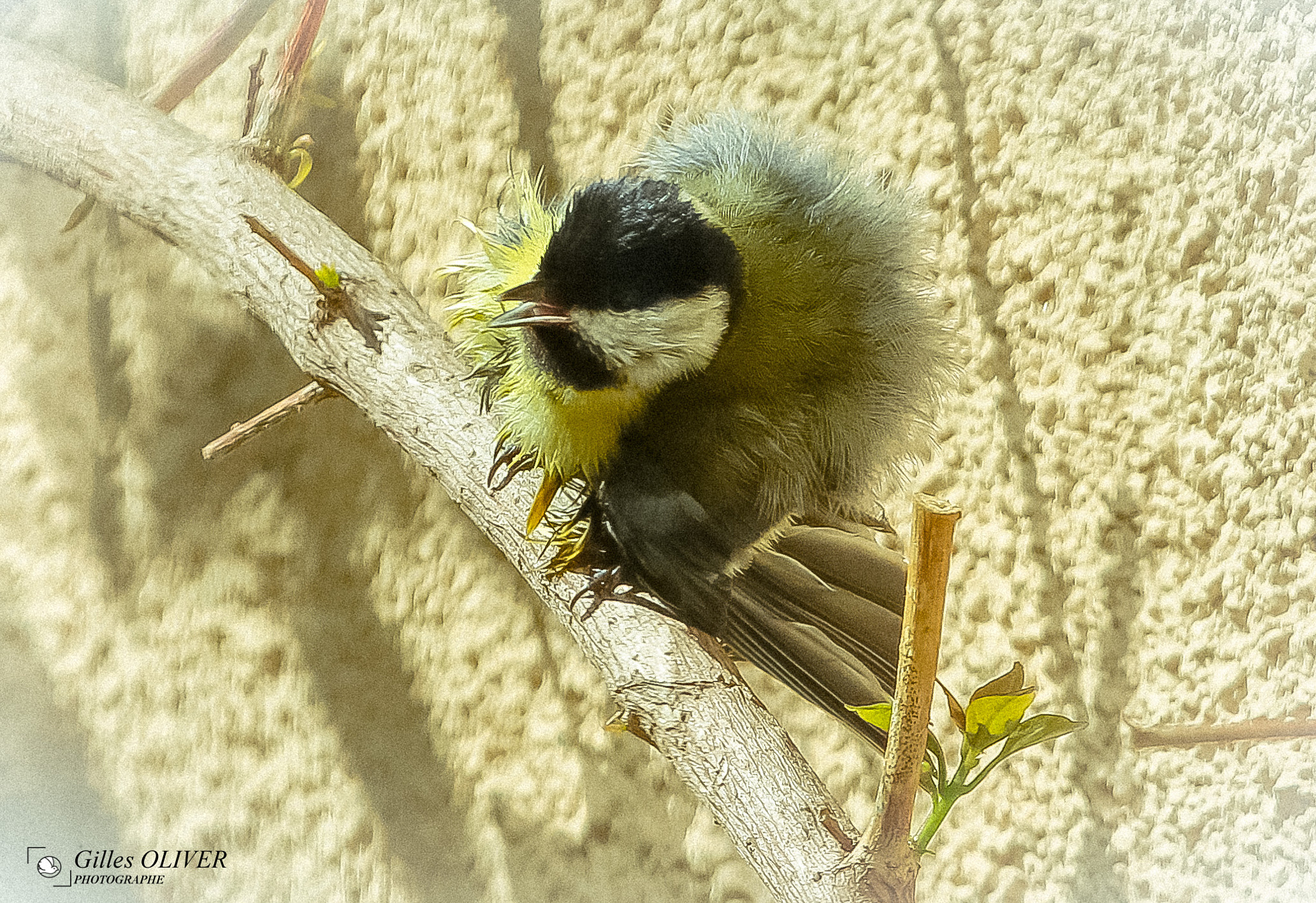 Canon EF 100-400mm F4.5-5.6L IS USM sample photo. MÉsange charbonniÈre, qui sèche tranquillement au soleil après sa toilette,  mars 2017,provence... photography