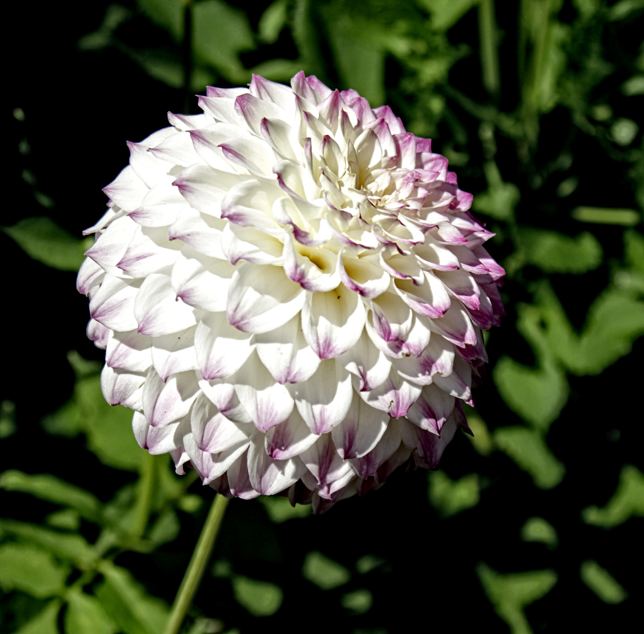 Canon EOS 50D + Canon EF 24-105mm F4L IS USM sample photo. Ba dahlia 06 r photography