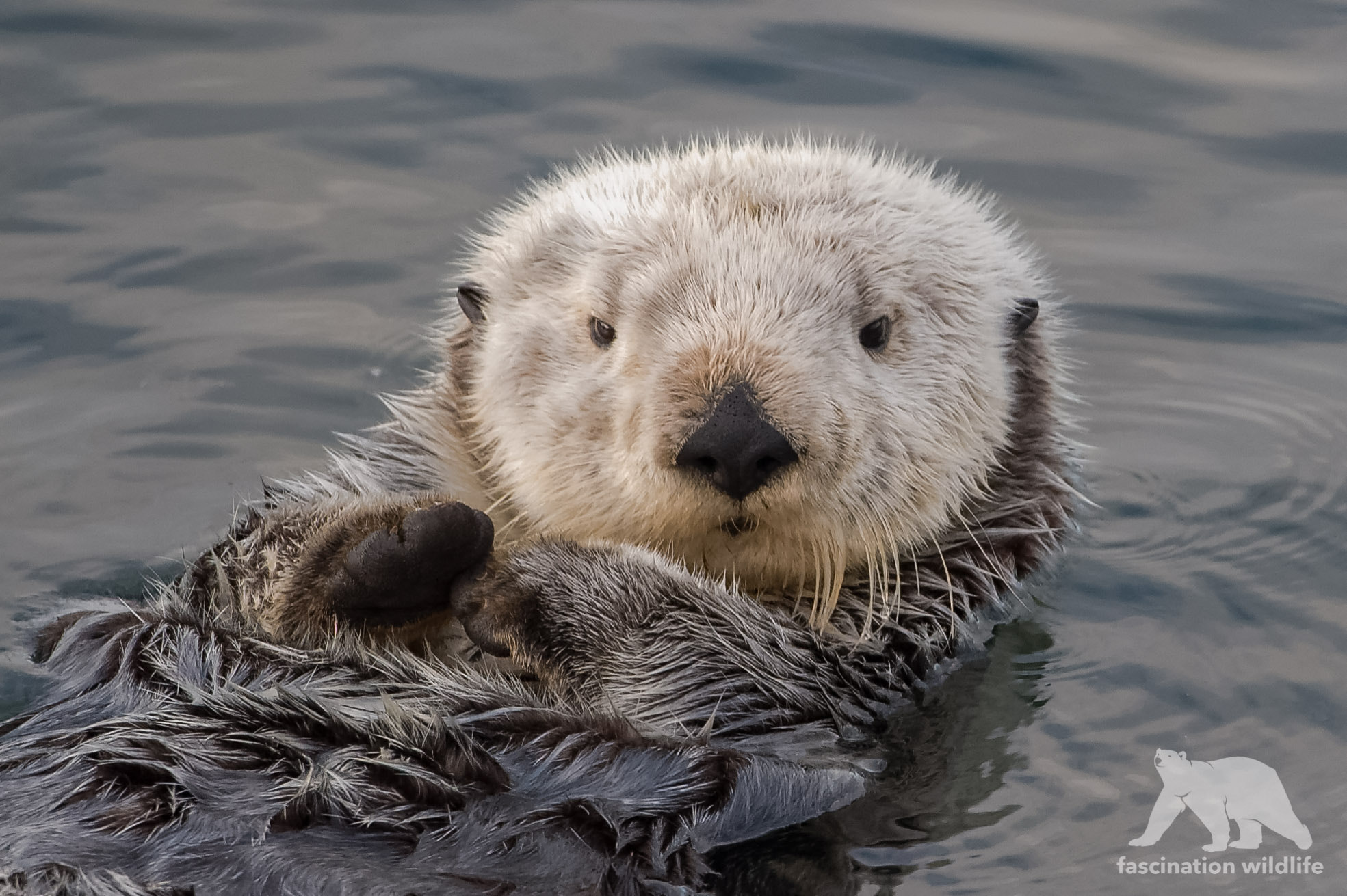 Nikon D4S sample photo. Sea otter portrait photography