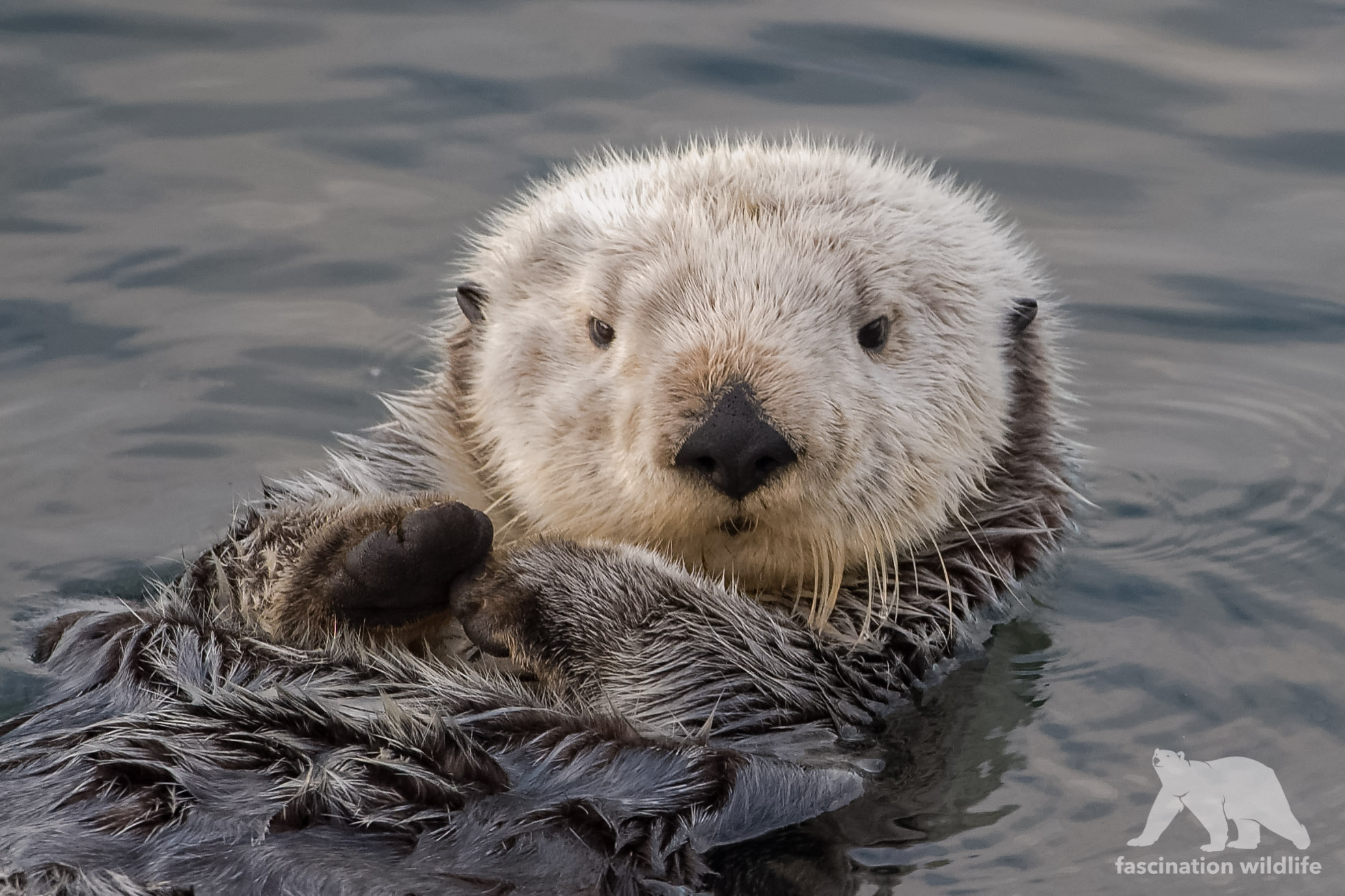 Nikon D4S + Sigma 150-600mm F5-6.3 DG OS HSM | S sample photo. Sea otter portrait photography