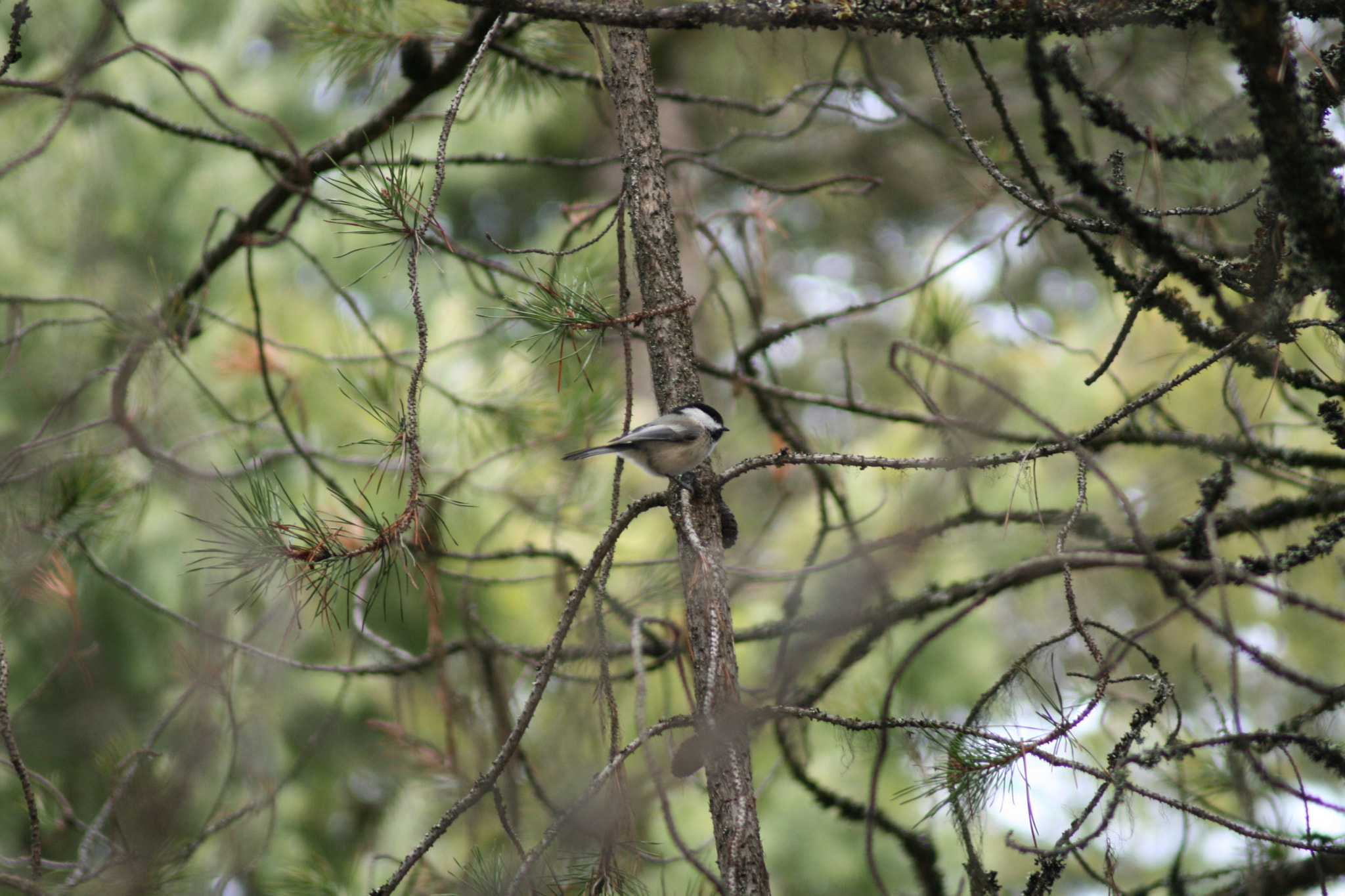 Canon EF 80-200mm F4.5-5.6 II sample photo. Feather fluff ( 1-5 ) photography