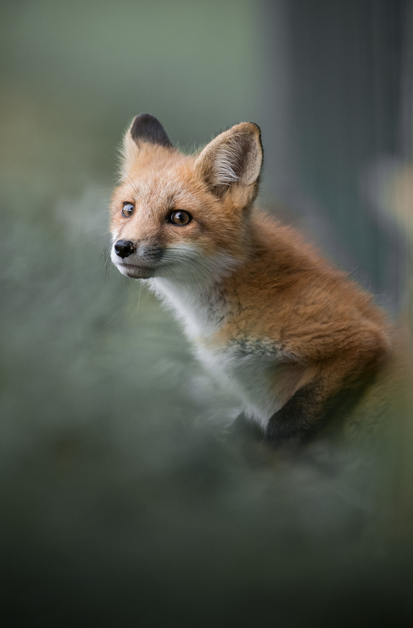 Nikon D4 sample photo. Fox pup photography