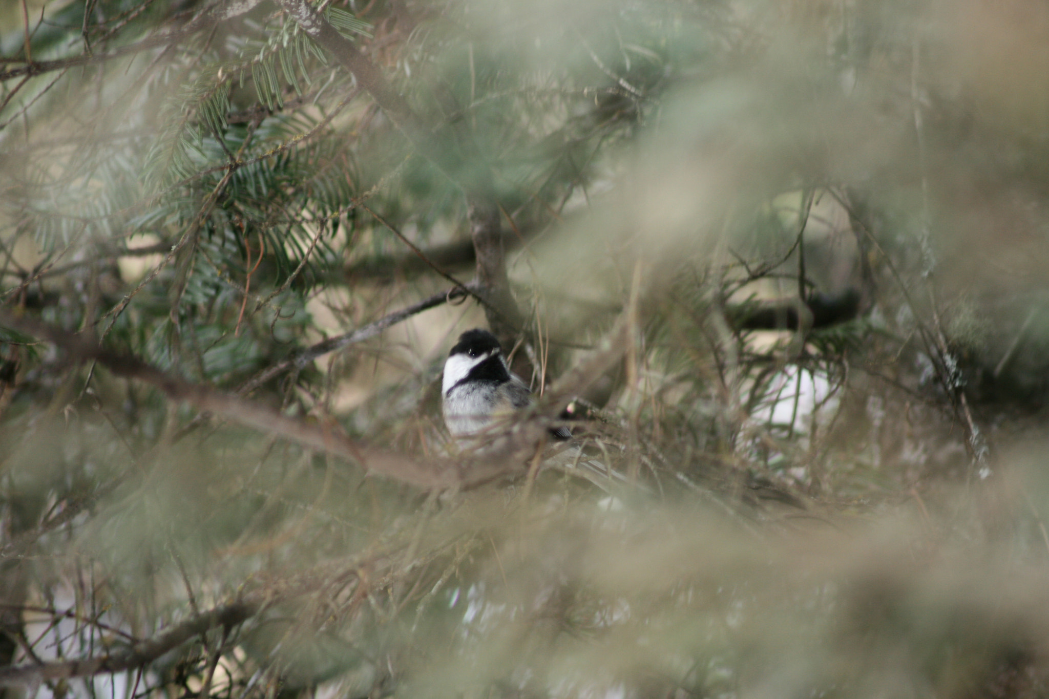 Canon EF 80-200mm F4.5-5.6 II sample photo. Feather fluff ( 3-5 ) photography