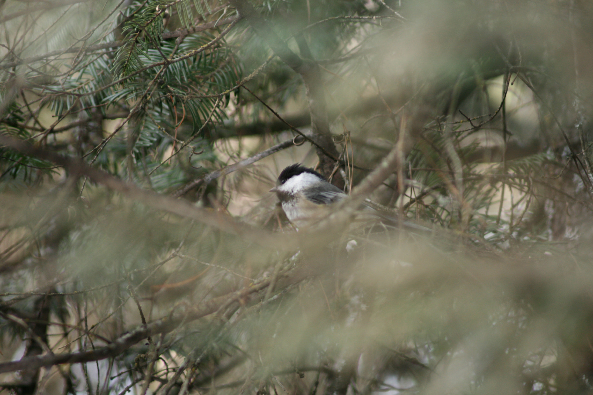 Canon EF 80-200mm F4.5-5.6 II sample photo. Feather fluff ( 4-5 ) photography