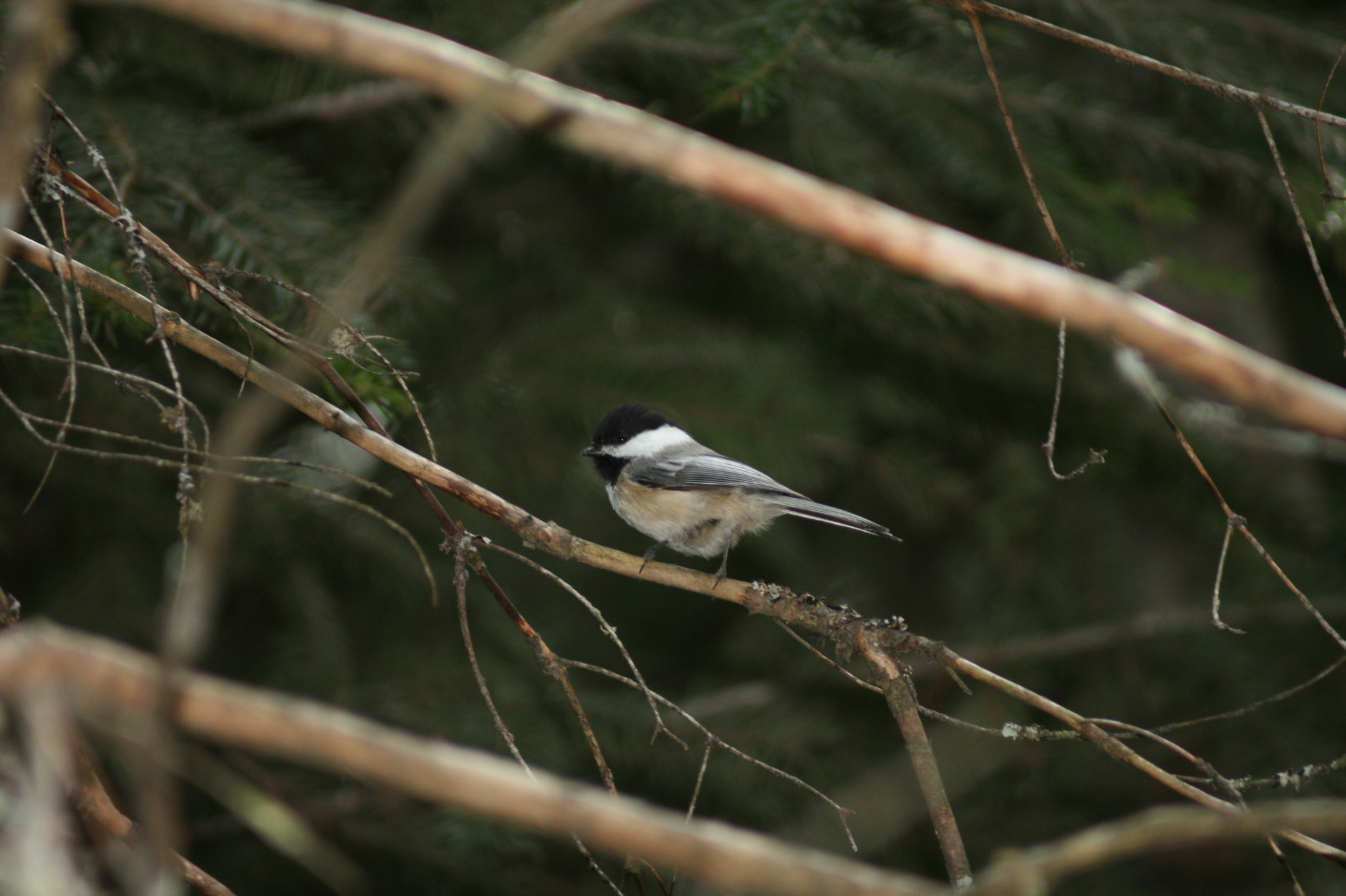 Canon EF 80-200mm F4.5-5.6 II sample photo. Feather fluff ( 5-5 ) photography
