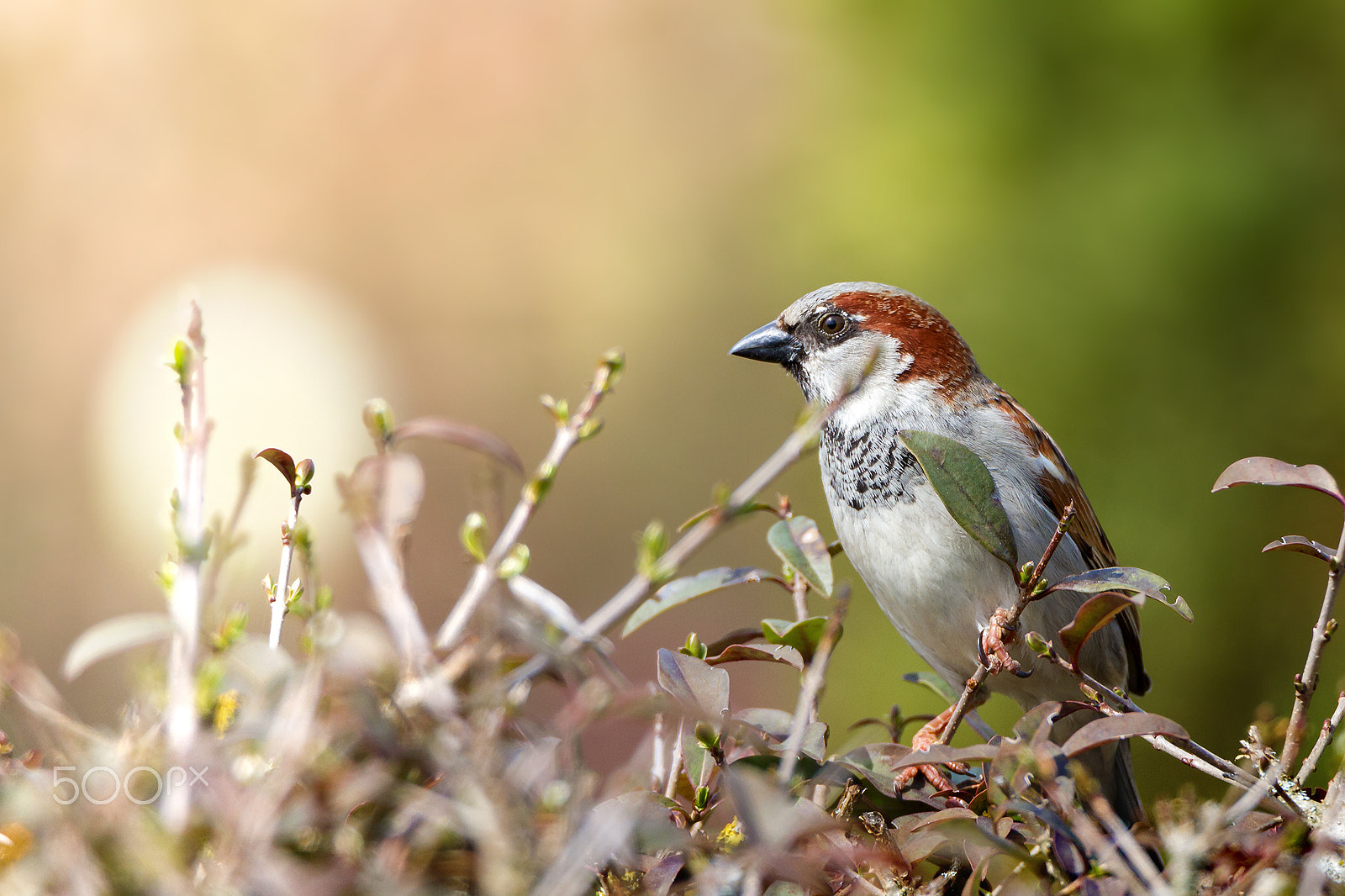Tamron SP 150-600mm F5-6.3 Di VC USD sample photo. Spatz photography