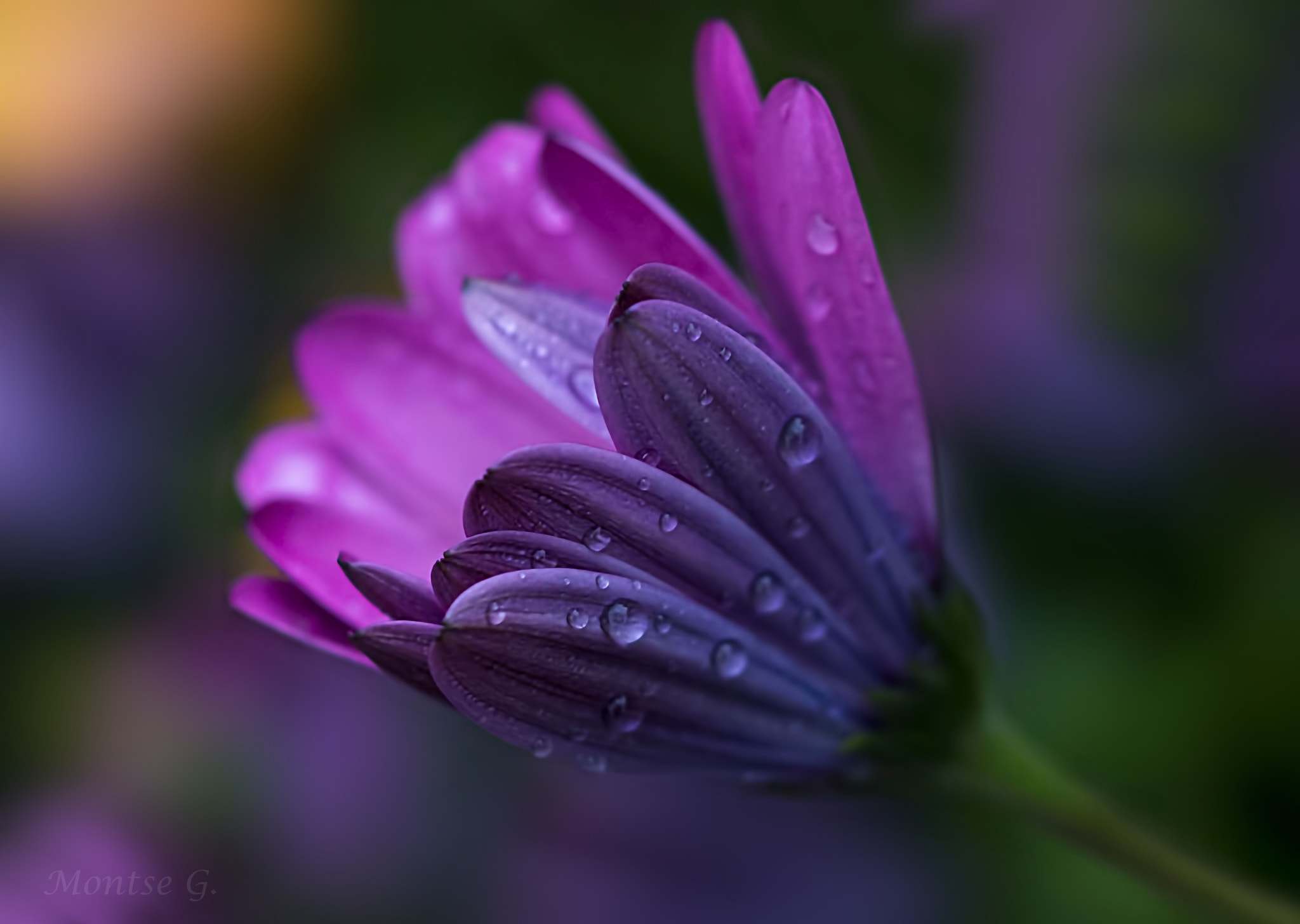 Canon EF 100mm F2.8L Macro IS USM sample photo. Rain photography