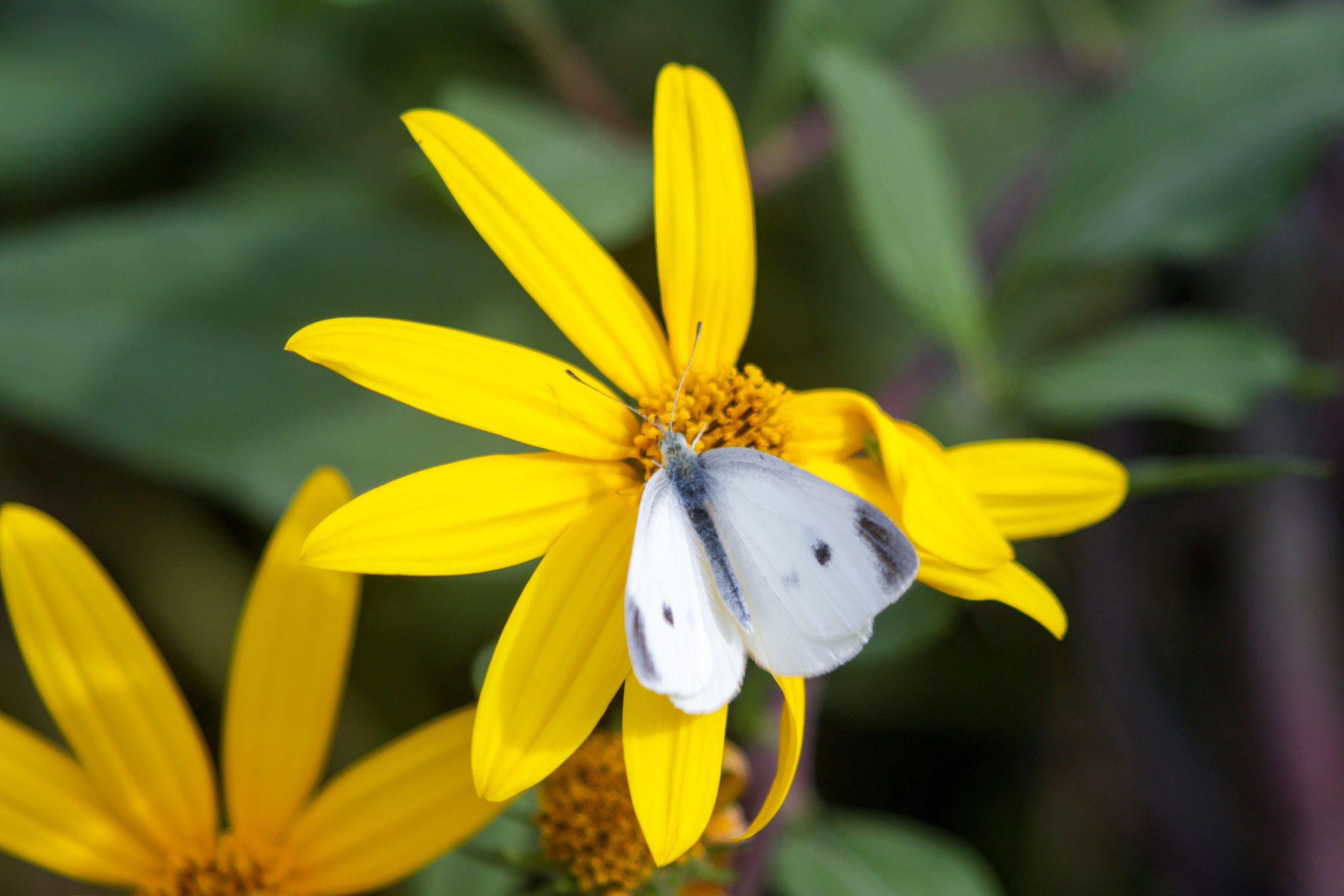 Canon EF 28-105mm f/3.5-4.5 USM sample photo. Flower and butterfly photography