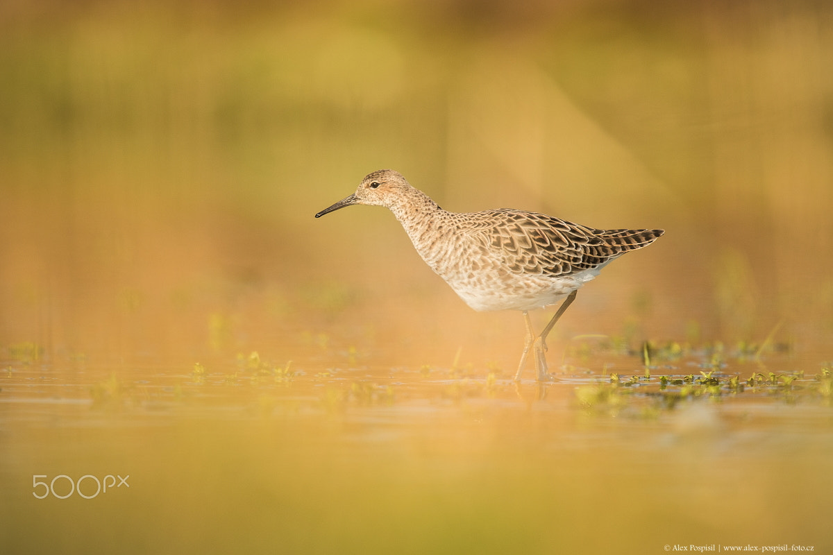 Canon EF 300mm F2.8L IS USM sample photo. Ruff photography