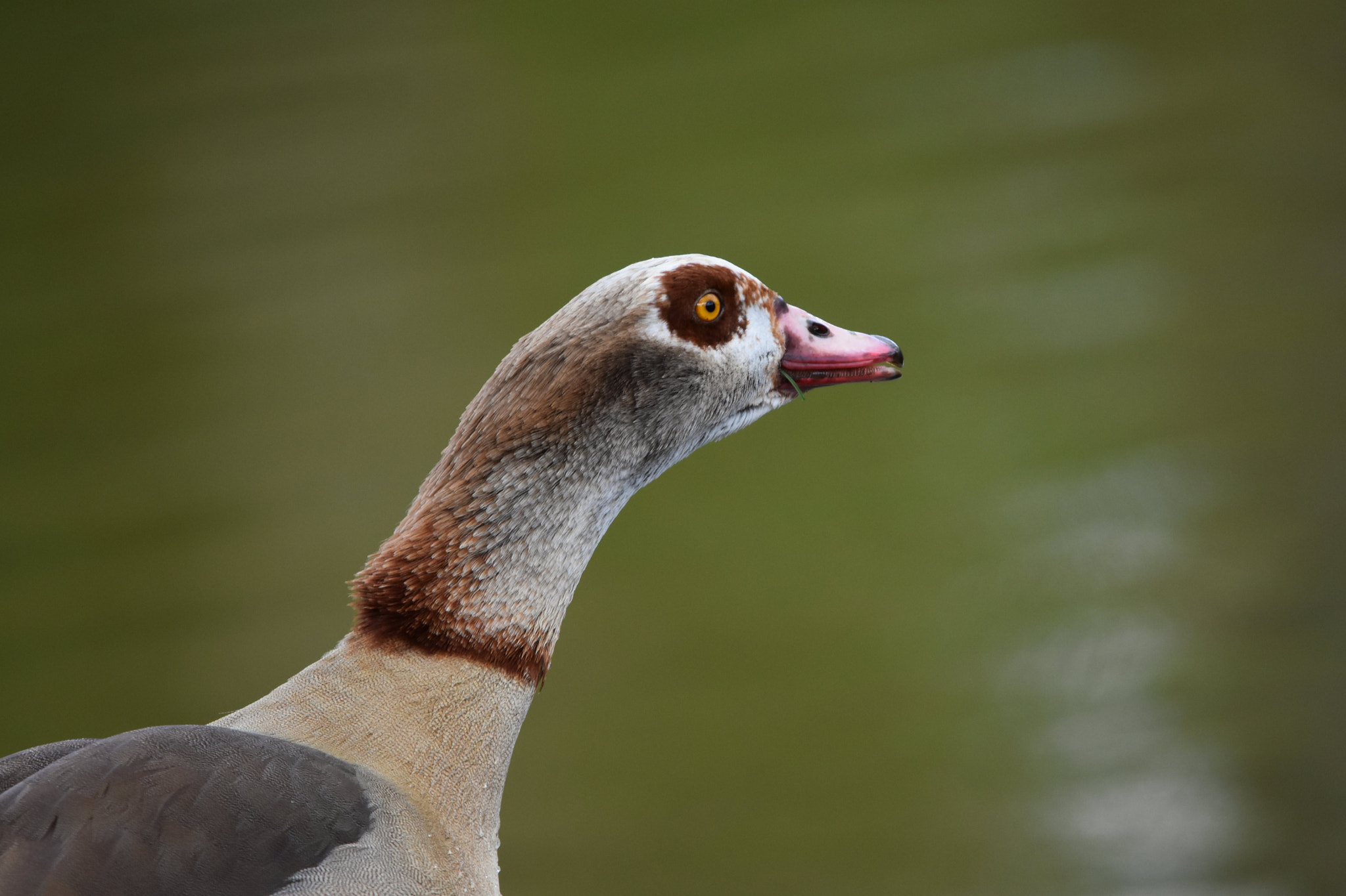 Sigma 150-500mm F5-6.3 DG OS HSM sample photo. Territorial photography