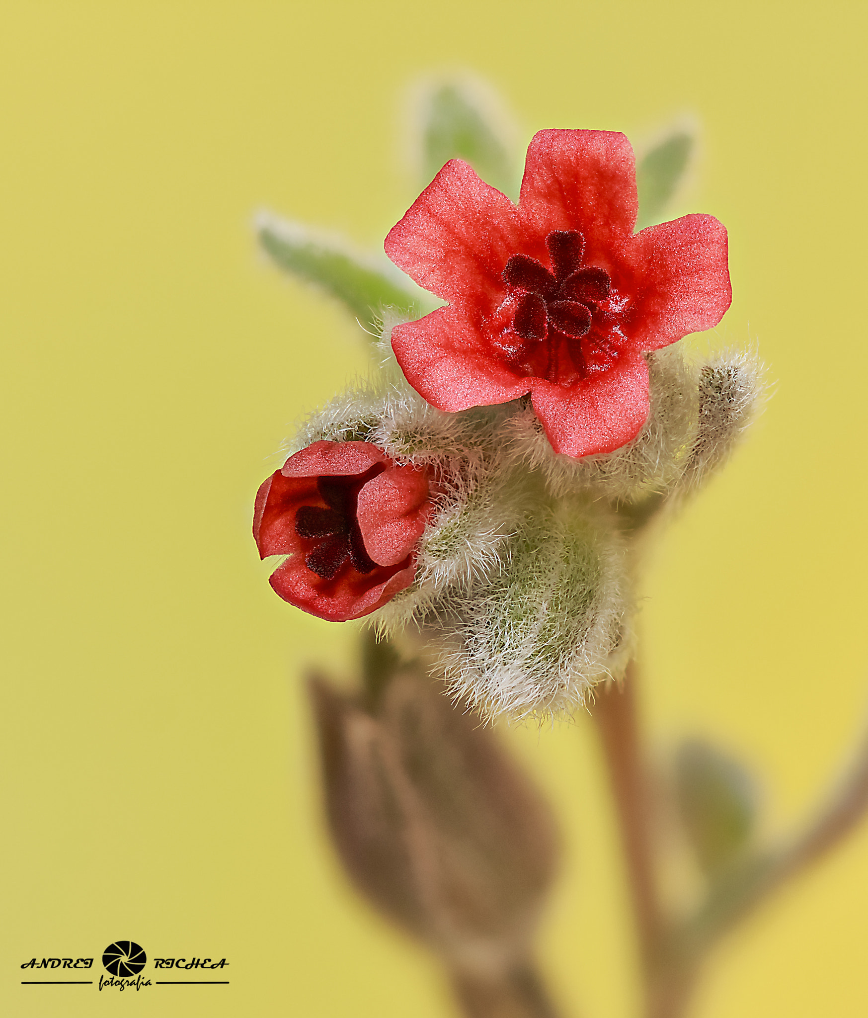 Canon EF 100mm F2.8 Macro USM sample photo. Red photography