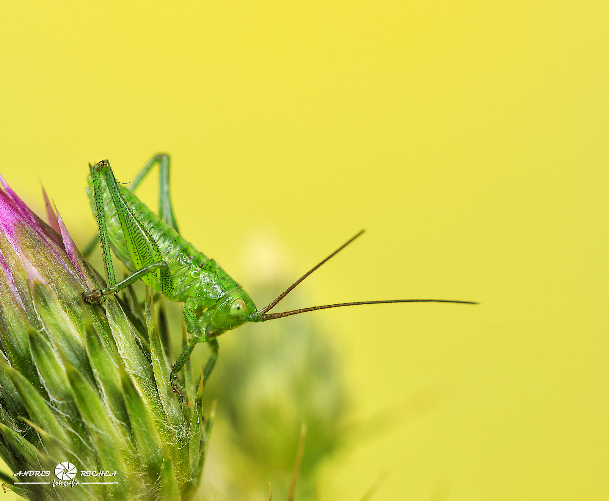 Canon EF 100mm F2.8 Macro USM sample photo. Saltamonte photography