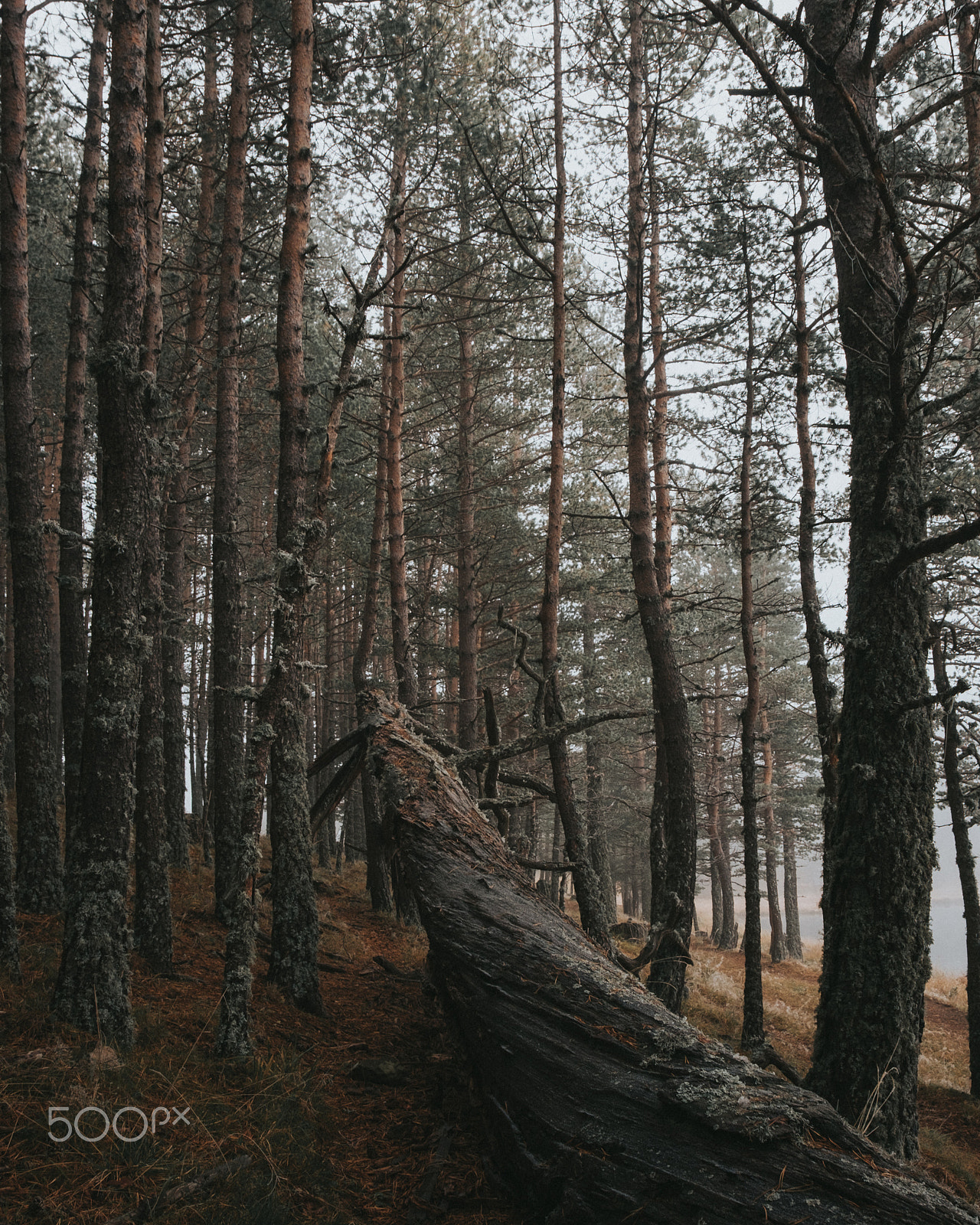 Fujifilm X-Pro2 sample photo. Forest photography