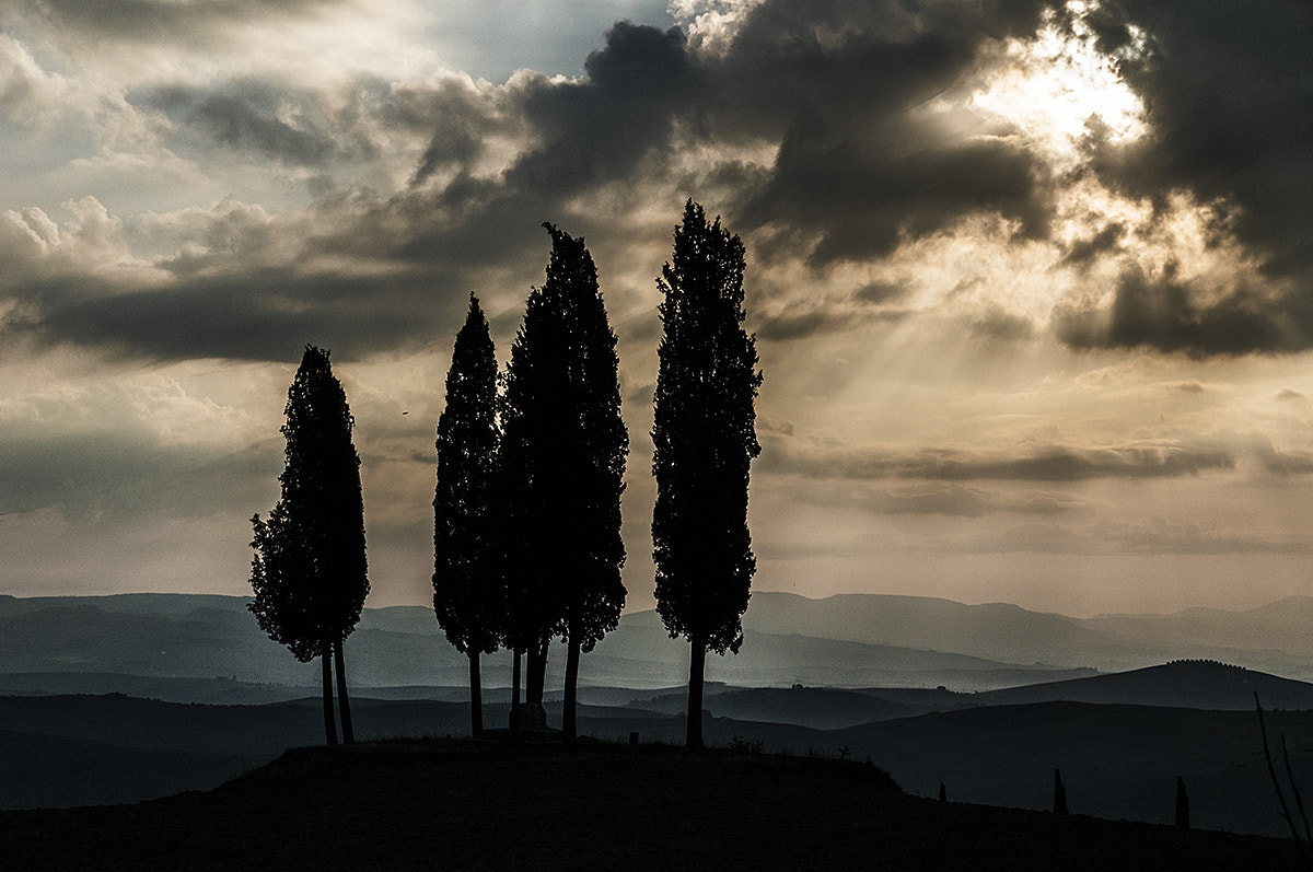 Nikon D300S sample photo. Cypresses photography