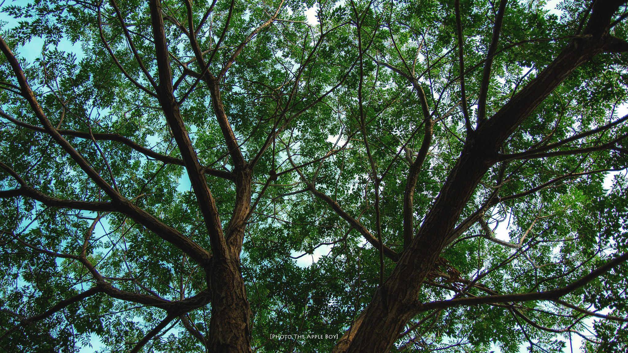 Canon EF-S 17-55mm F2.8 IS USM sample photo. Tree photography
