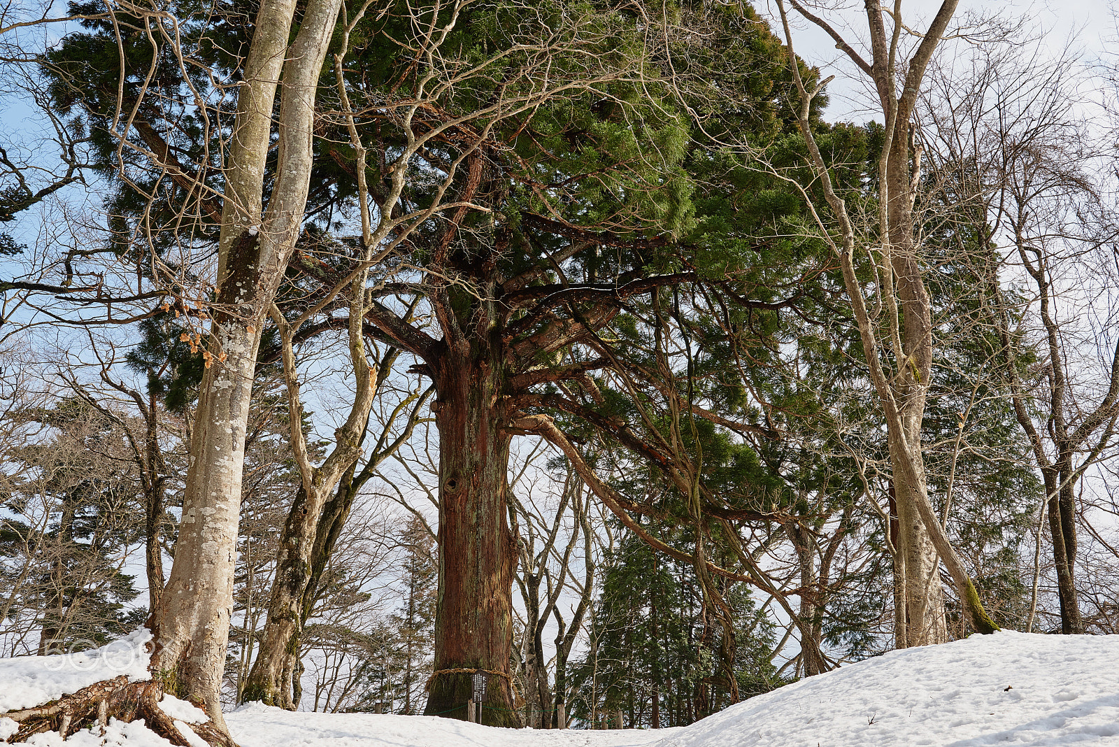 Nikon AF-S Nikkor 24-70mm F2.8G ED sample photo. Goshinboku photography
