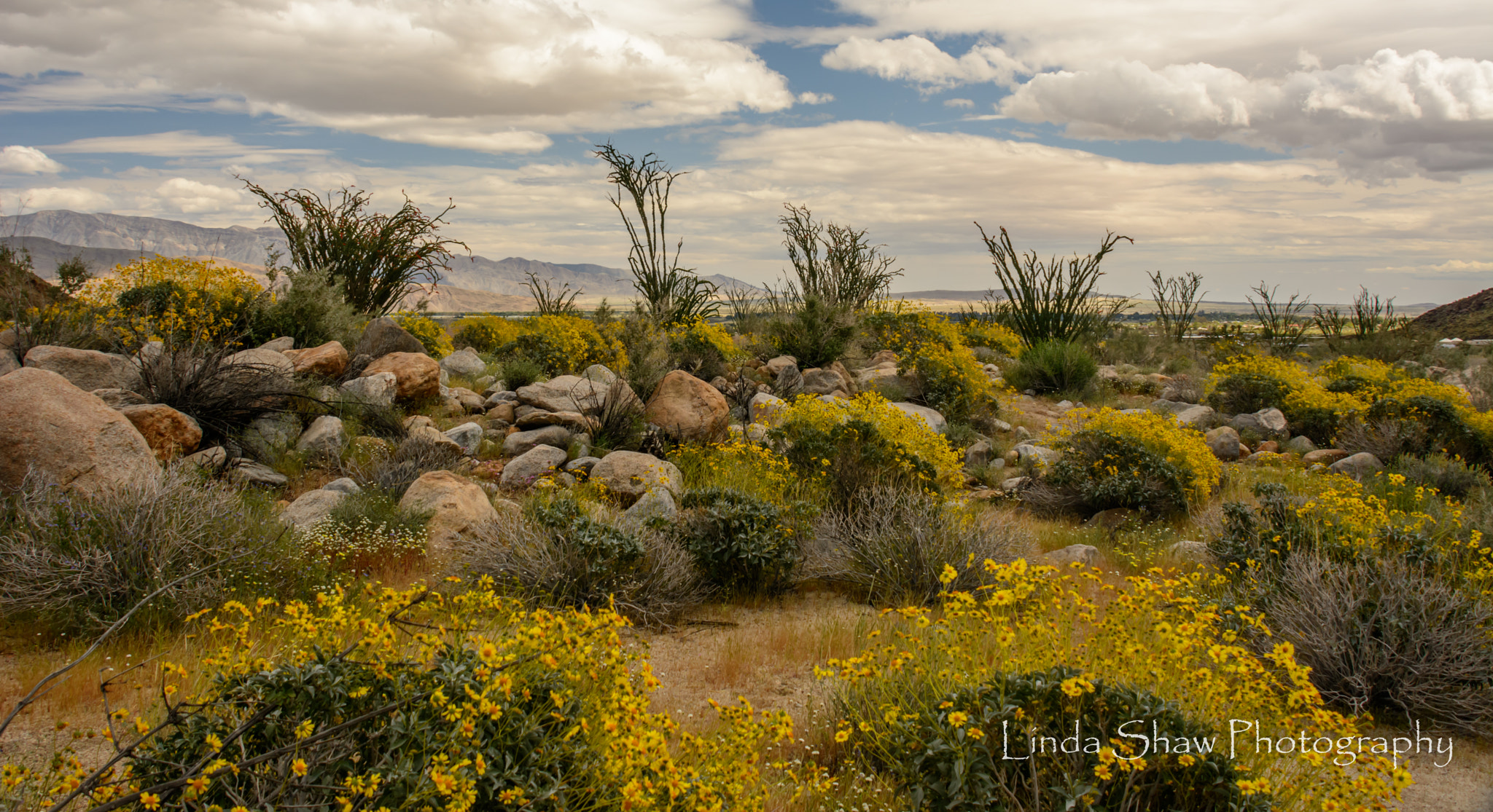 Nikon D7100 sample photo. The landscape of borrego photography