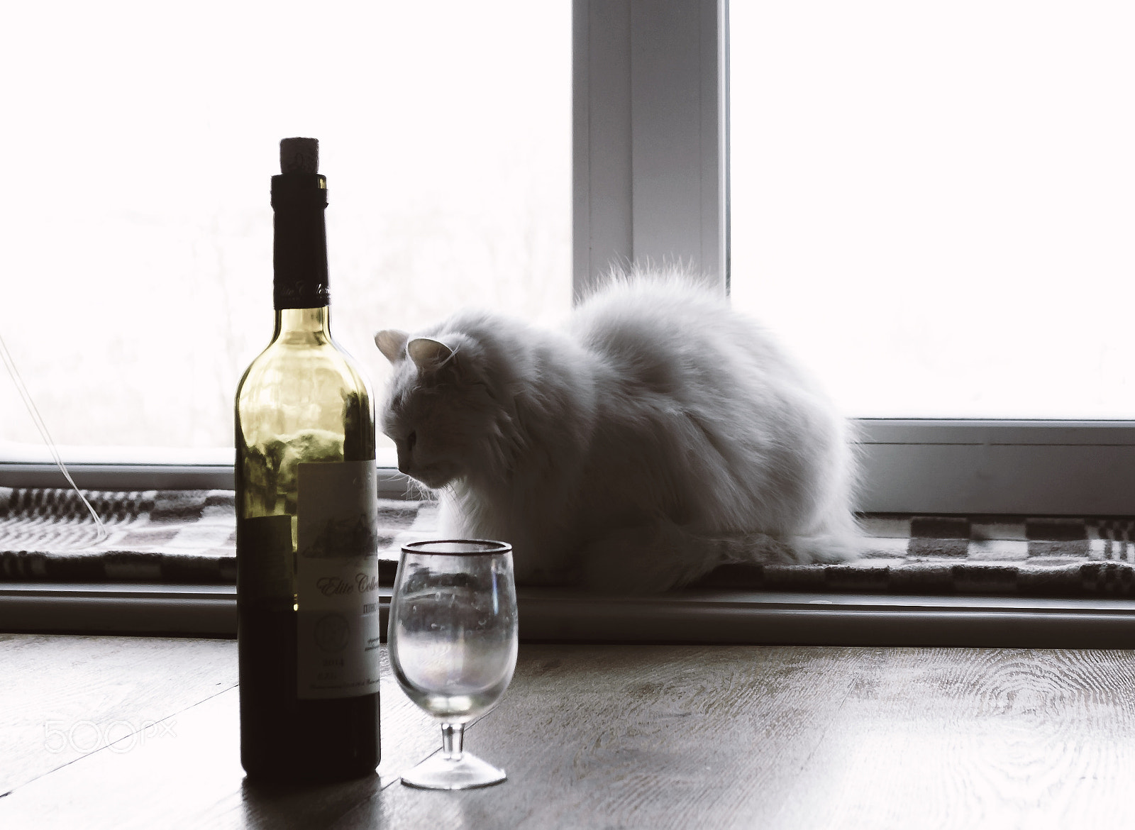 Nikon D40 sample photo. Woozy cat photography
