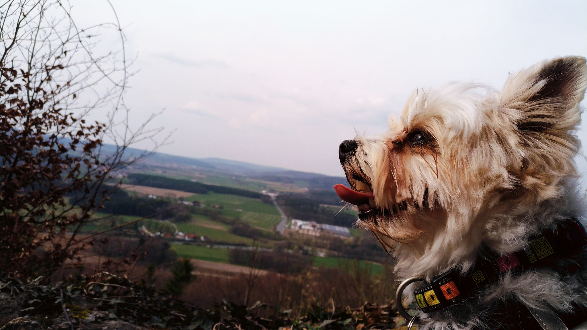 ASUS ZenFone 3 (ZE520KL) sample photo. Doggy perspective photography