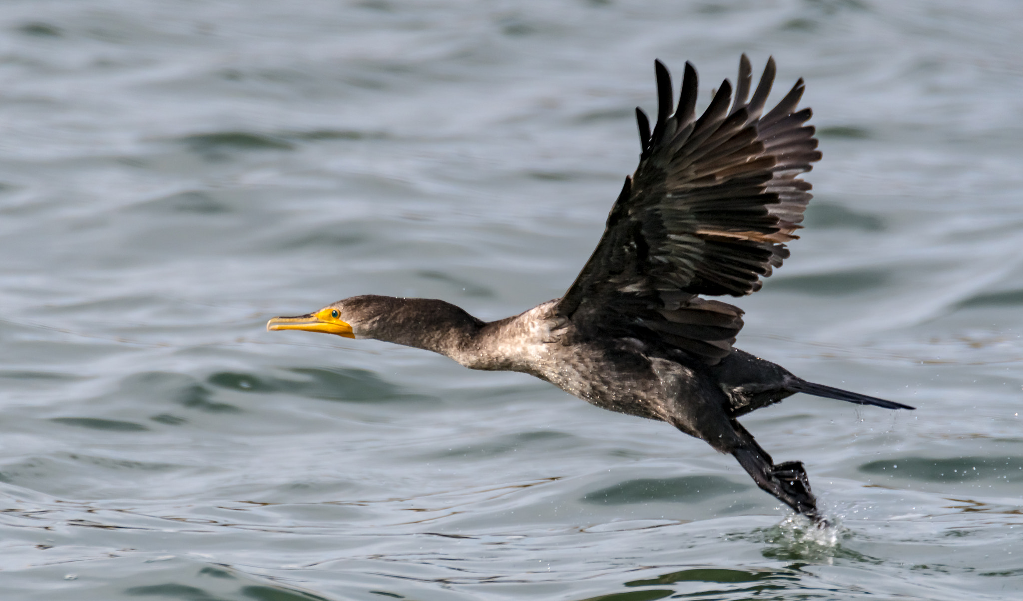 Nikon D500 sample photo. Comorant taking flight photography