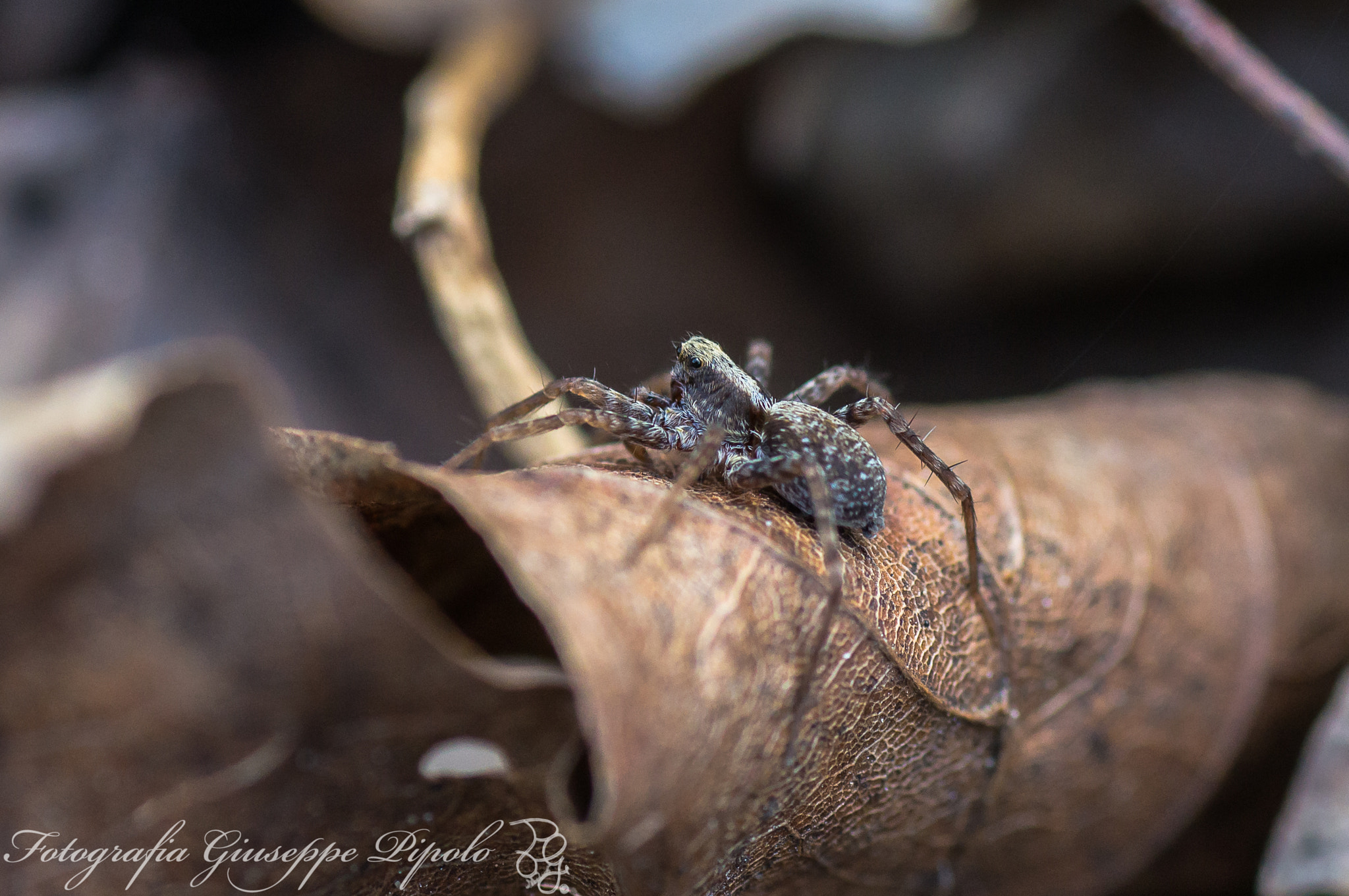 Sony SLT-A55 (SLT-A55V) + Tamron SP AF 90mm F2.8 Di Macro sample photo. Xerolycosa miniata photography