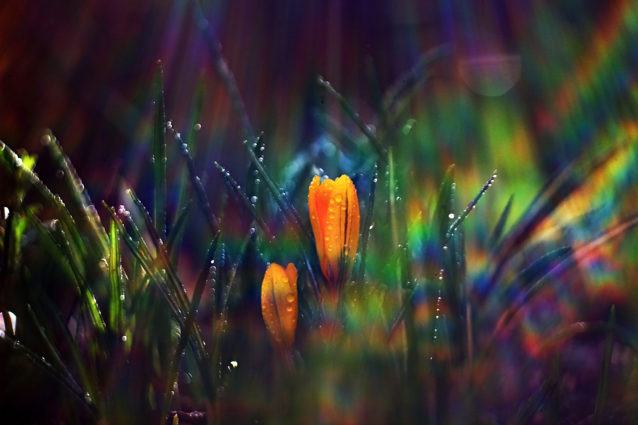 Canon EF 35-80mm f/4-5.6 sample photo. Crocus photography