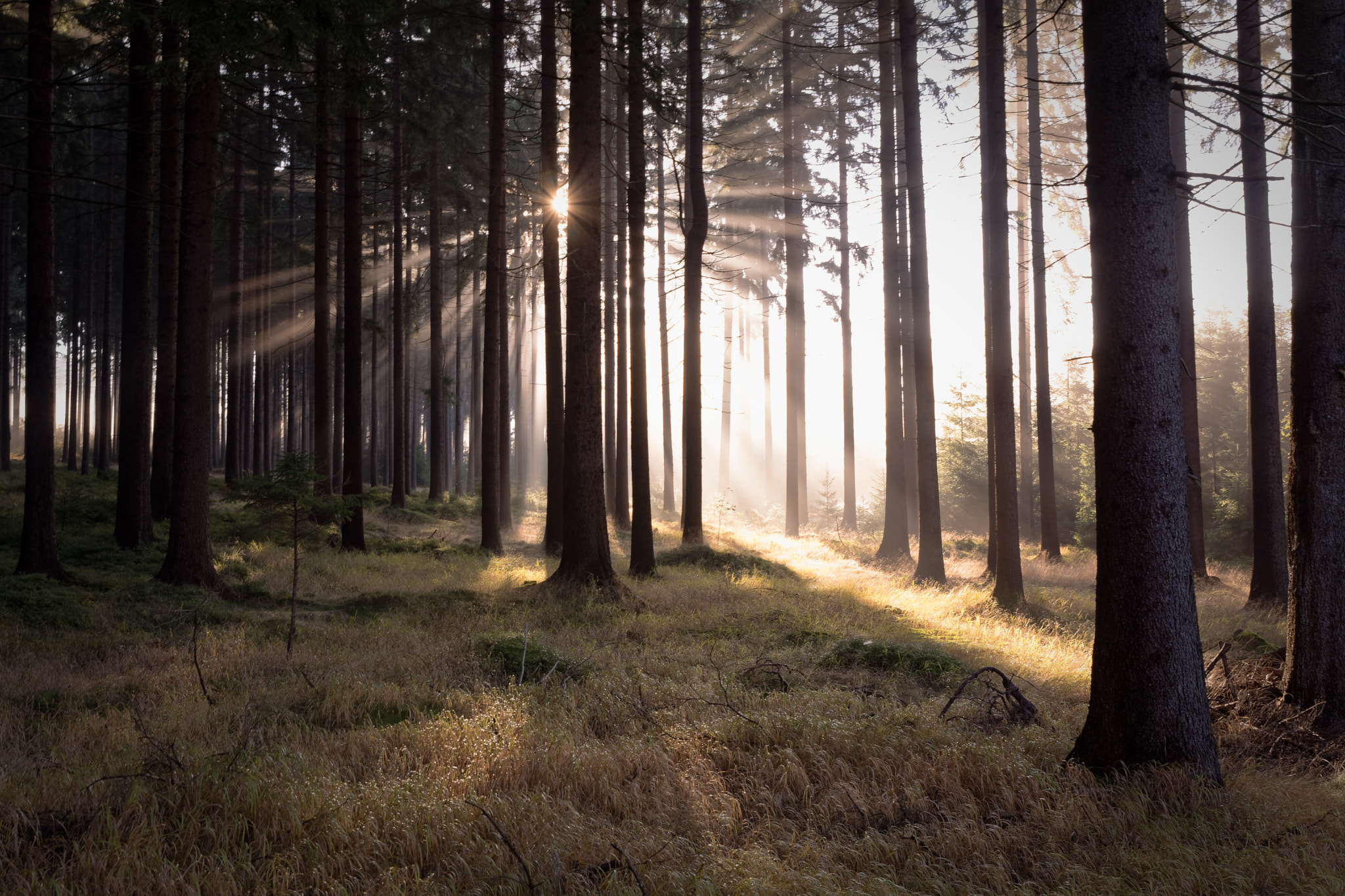 Nikon D7100 + Tamron SP 24-70mm F2.8 Di VC USD sample photo. Morning walk photography