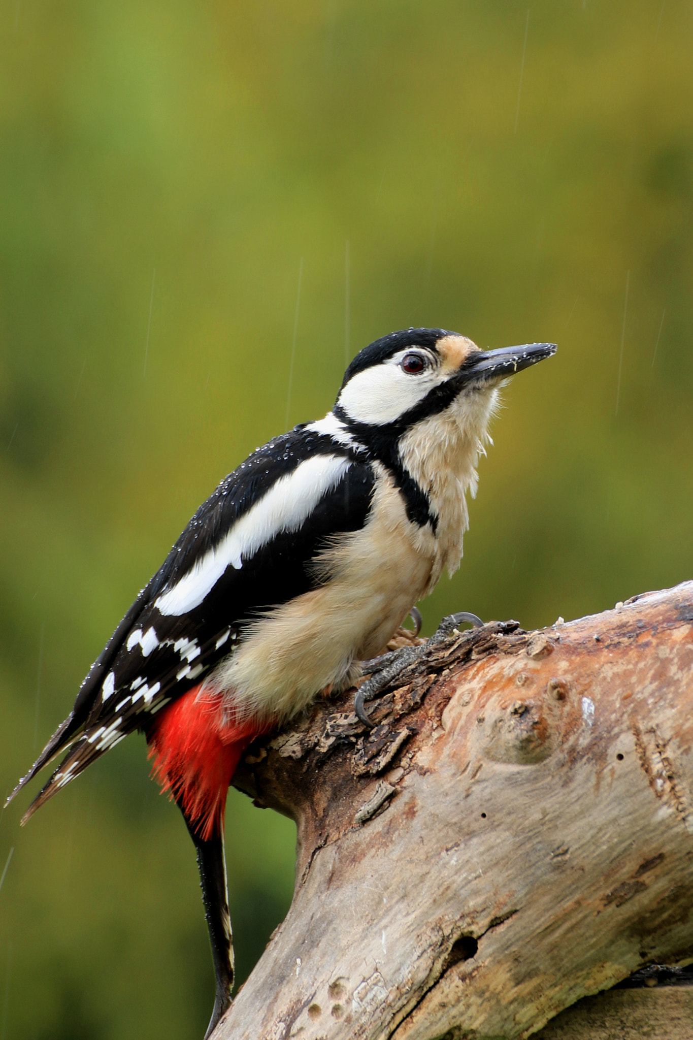 Canon EOS 7D Mark II + Tamron SP 70-300mm F4-5.6 Di VC USD sample photo. Great spotted woodpecker photography