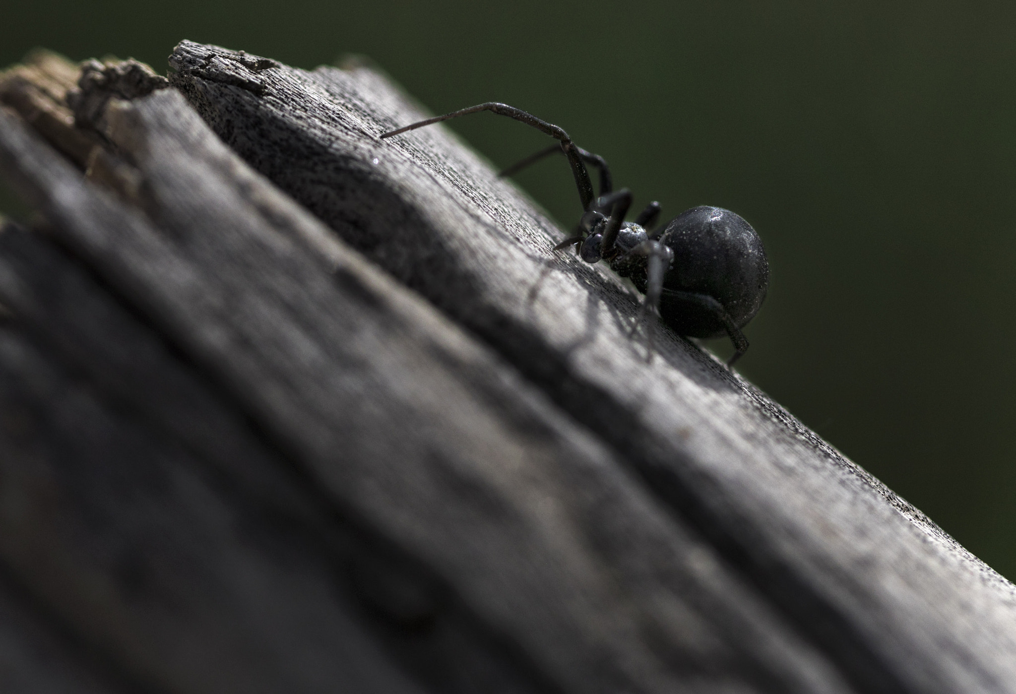 Canon EF 100mm F2.8 Macro USM sample photo