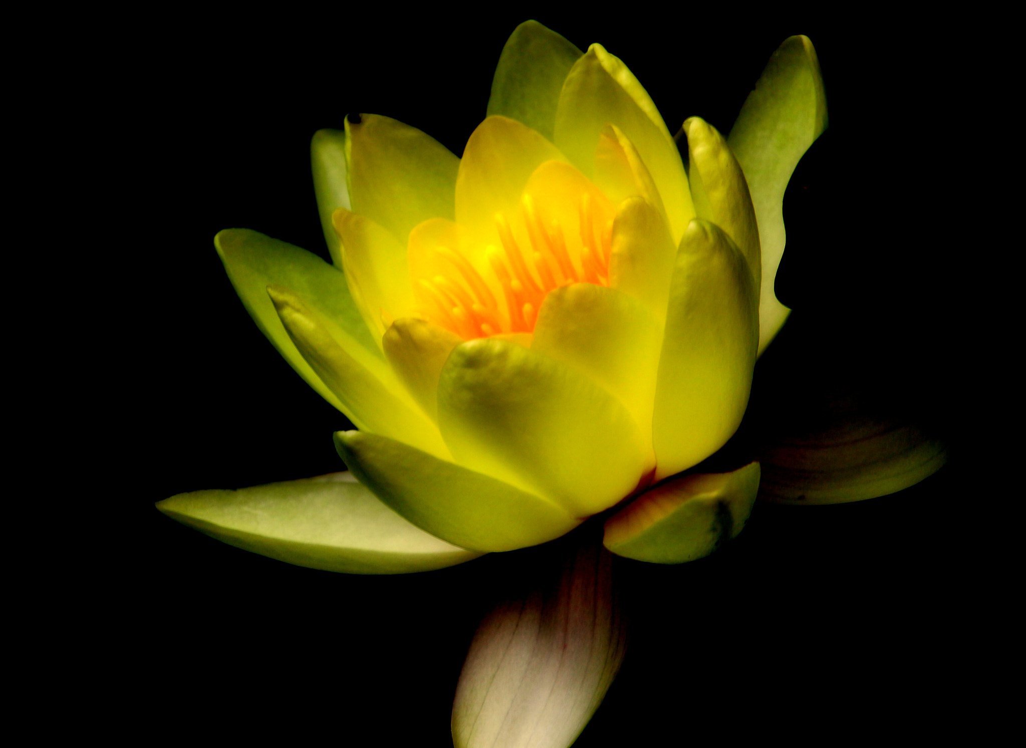 Canon EF 100-400mm F4.5-5.6L IS USM sample photo. Yellow water lily photography