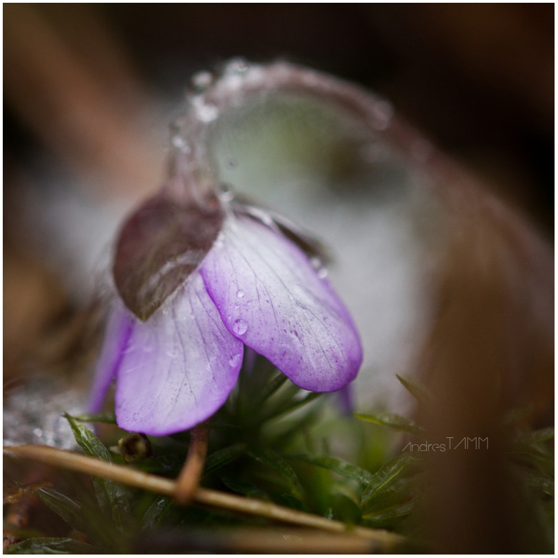 Sigma 105mm F2.8 EX DG OS HSM sample photo. The spring photography