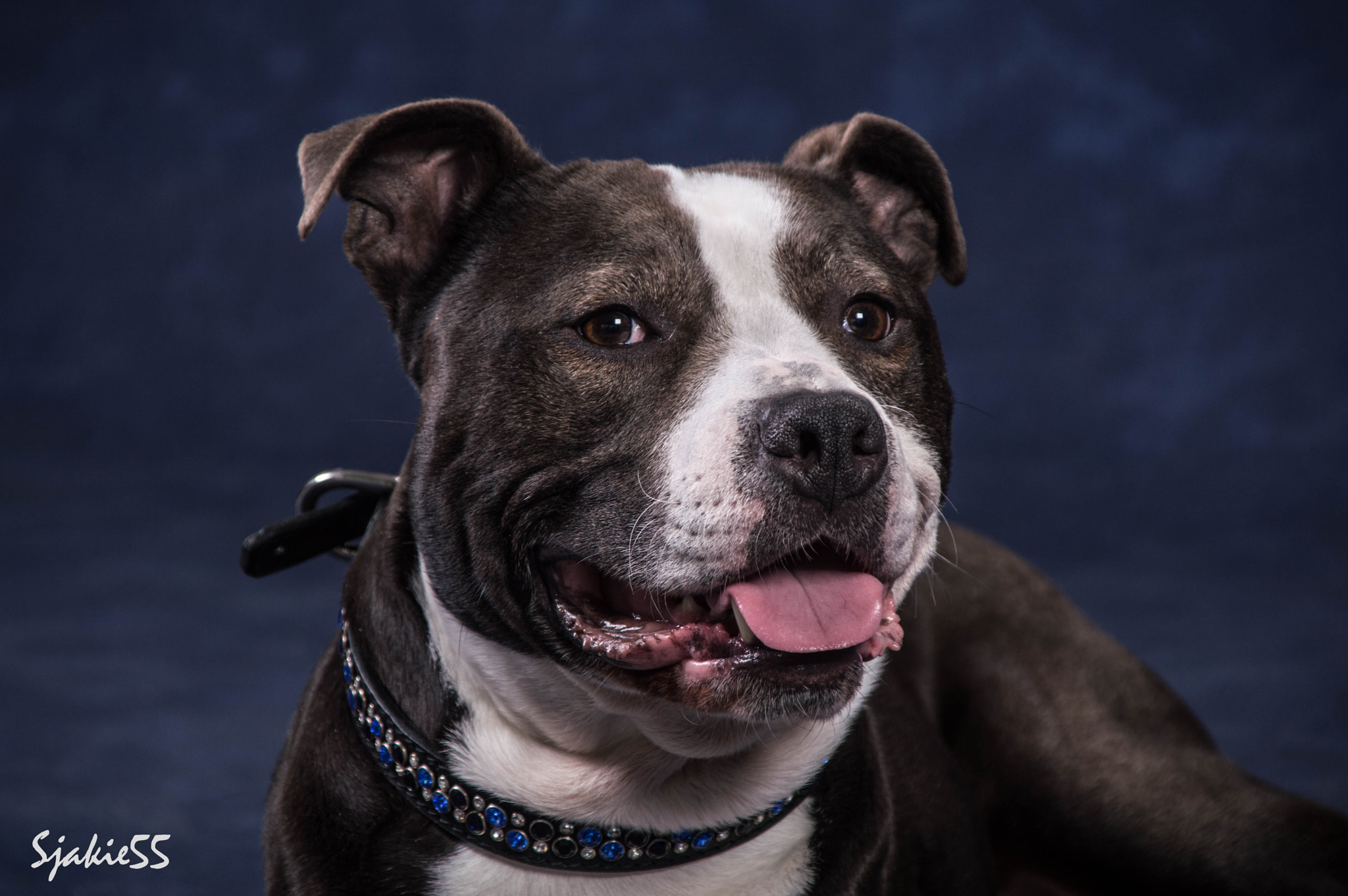 Sigma 28-300mm F3.5-6.3 DG Macro sample photo. Dog photography