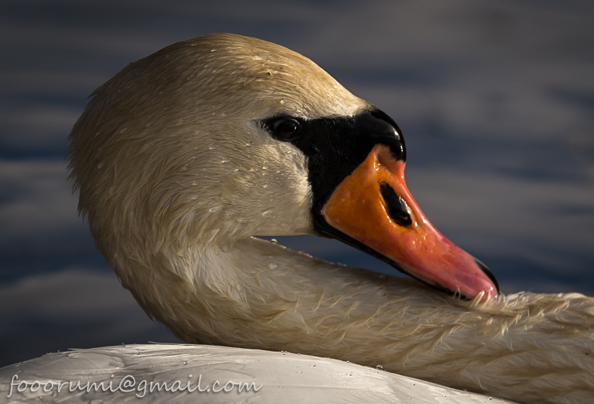 Canon EOS 6D sample photo. Swan chilling photography