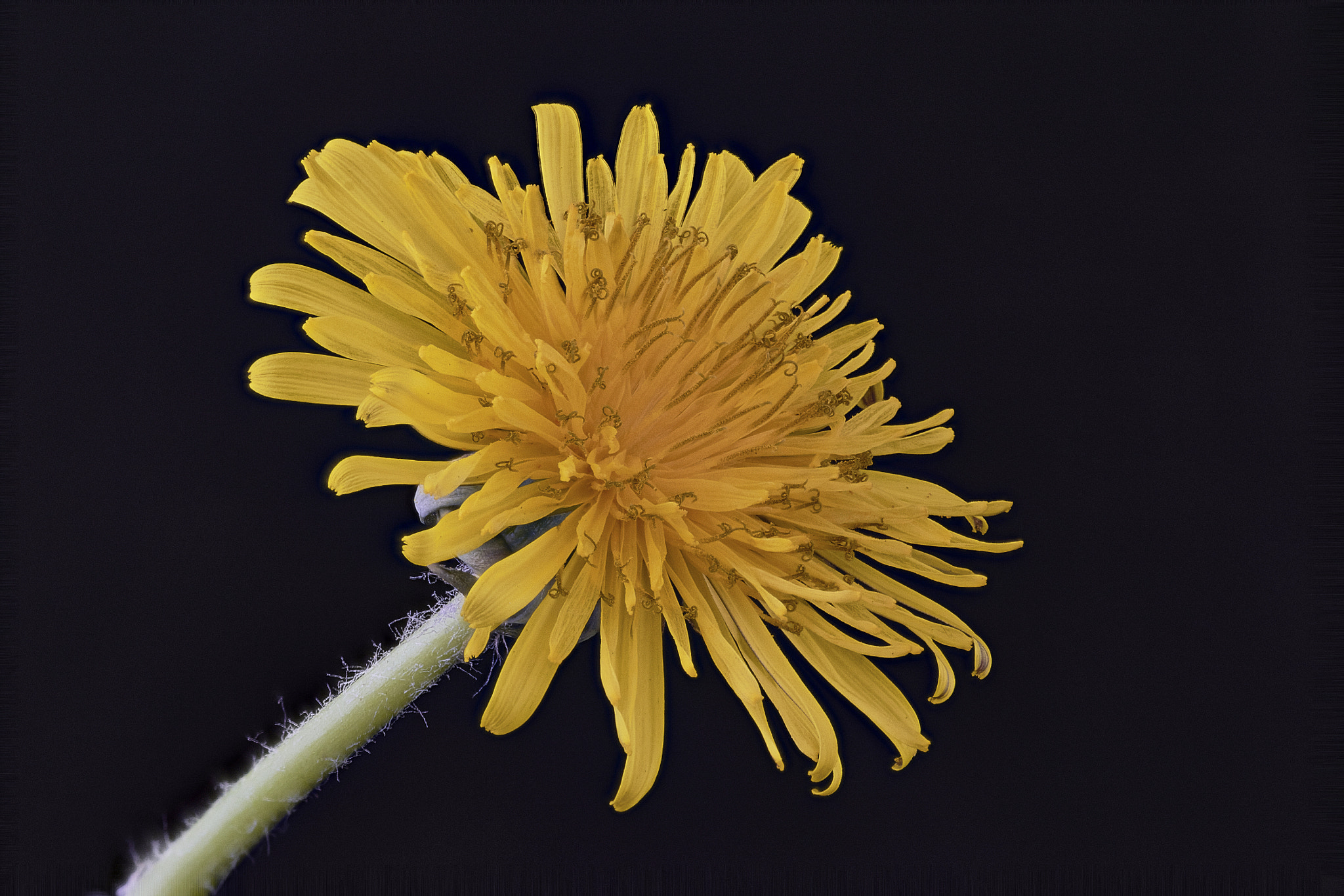 Sigma 105mm F2.8 EX DG OS HSM sample photo. Dandelion photography