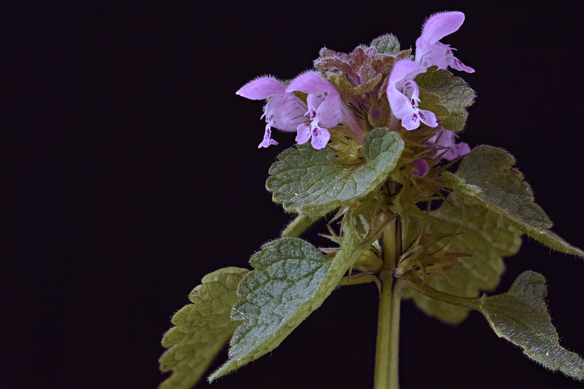 Sigma 105mm F2.8 EX DG OS HSM sample photo. Lamium photography