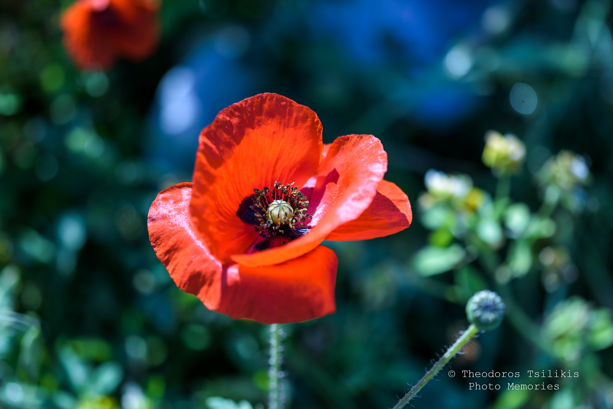 Sigma 105mm F2.8 EX DG OS HSM sample photo. Poppy photography