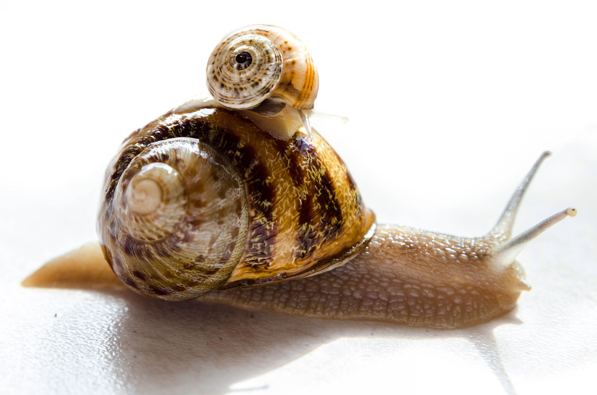 Nikon D7000 + Nikon AF Nikkor 24-85mm F2.8-4D IF sample photo. Snail and small snail photography