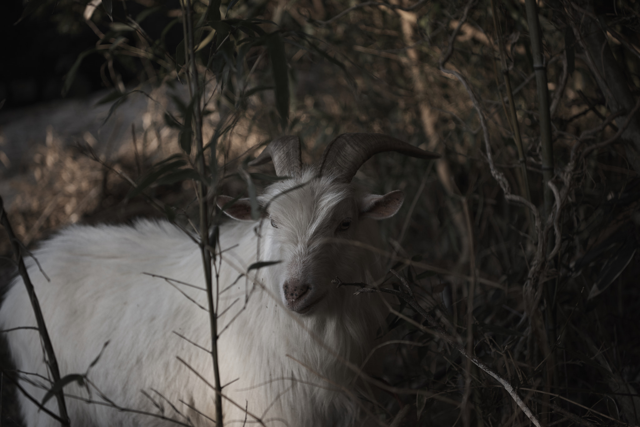 Nikon AF-S Nikkor 24-70mm F2.8E ED VR sample photo. Goat photography