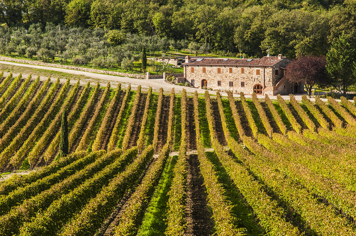 Nikon D300S sample photo. Vineyards in chianti land photography
