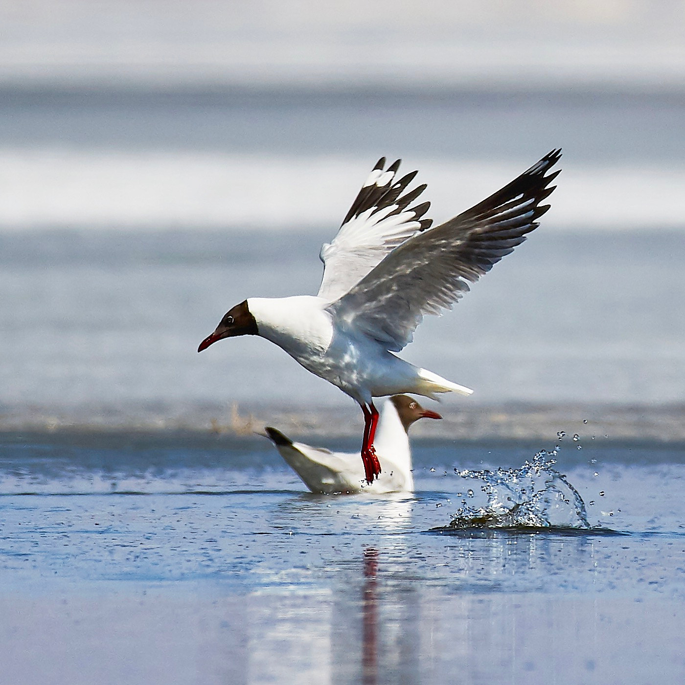 Nikon AF-S Nikkor 200-500mm F5.6E ED VR sample photo