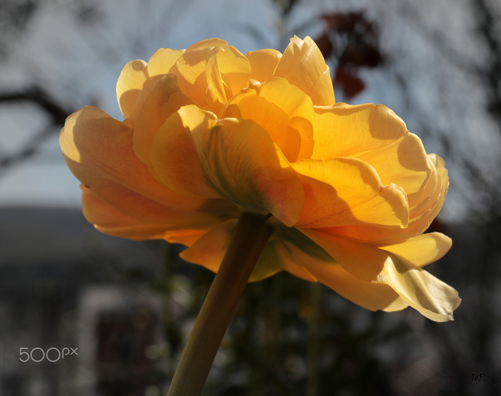 Canon EOS 760D (EOS Rebel T6s / EOS 8000D) + Canon EF-S 18-200mm F3.5-5.6 IS sample photo. Yellow flower photography