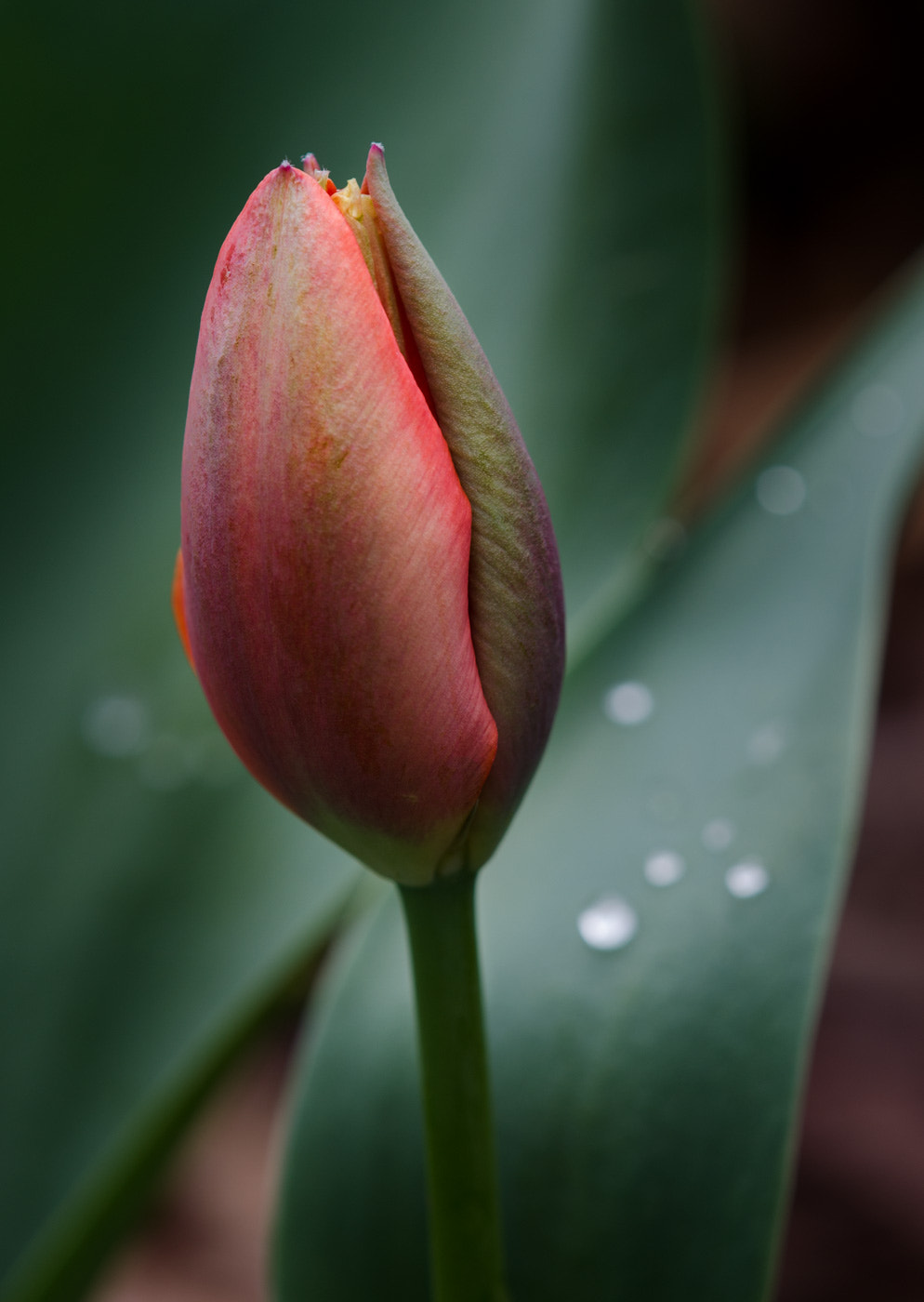 Nikon AF-S DX Micro-Nikkor 85mm F3.5G ED VR sample photo. Tulip photography