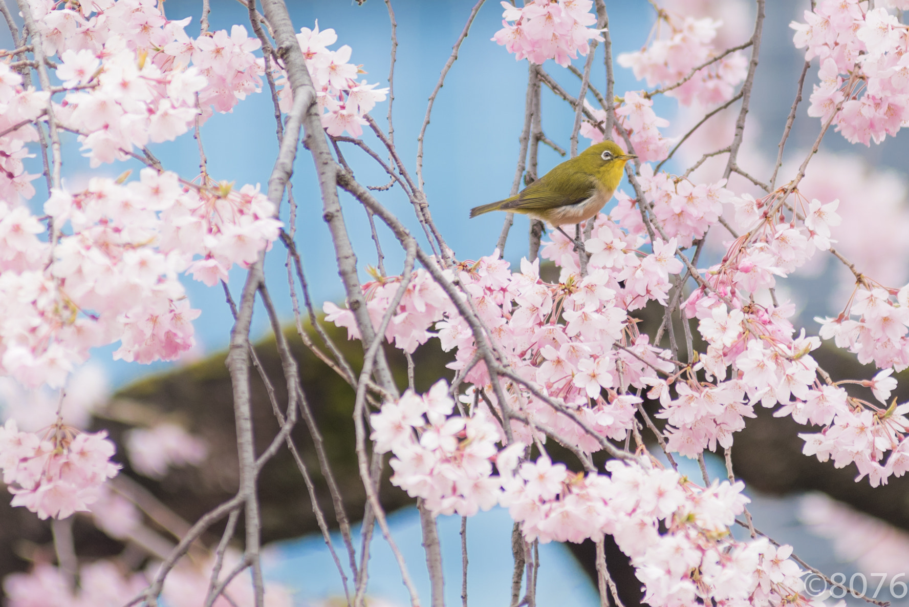Nikon D810 + AF Zoom-Nikkor 80-200mm f/2.8 ED sample photo. White-eye and cherry blossom photography